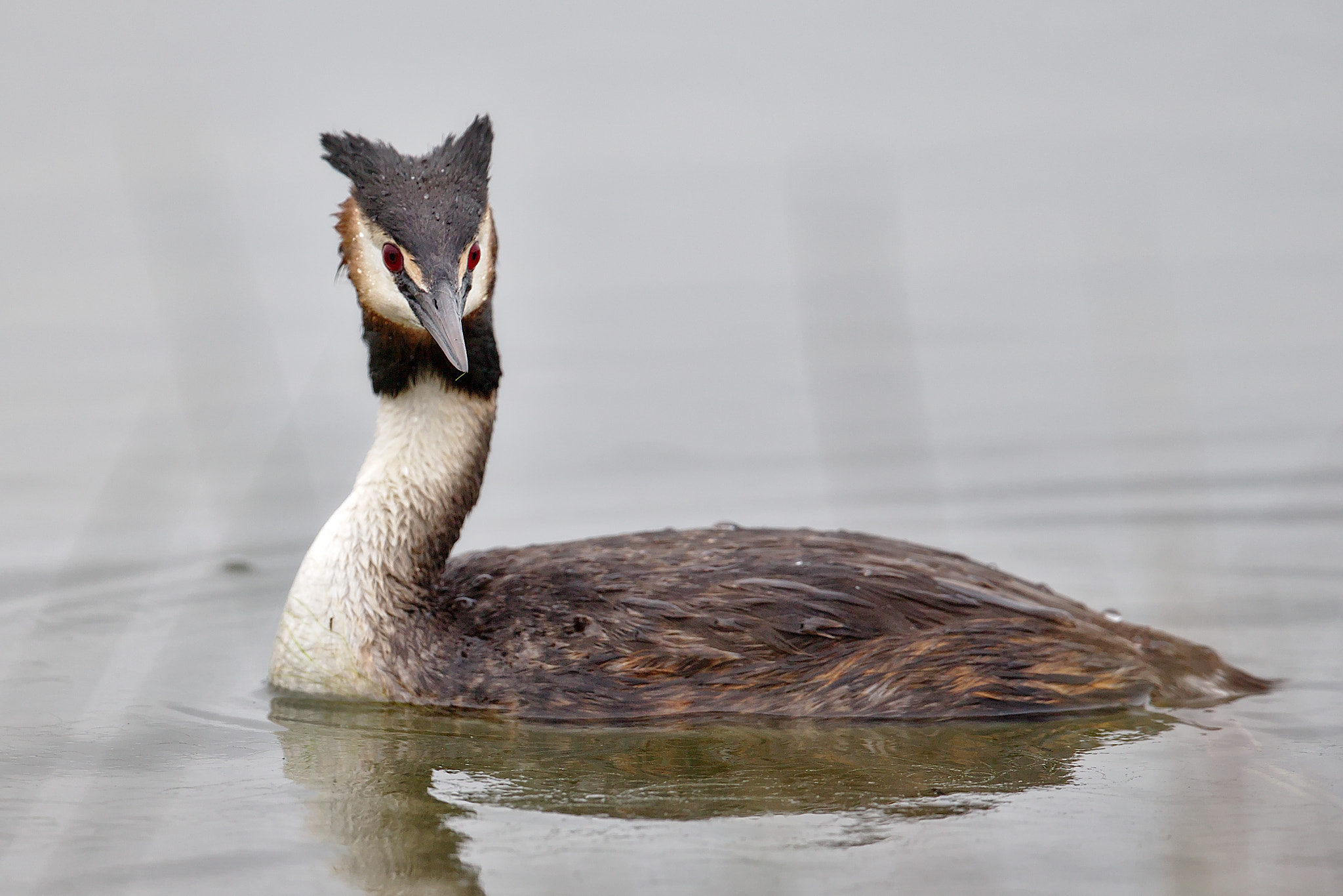 Canon EOS-1D X + Canon EF 300mm F2.8L IS II USM sample photo. Grèbe huppé photography