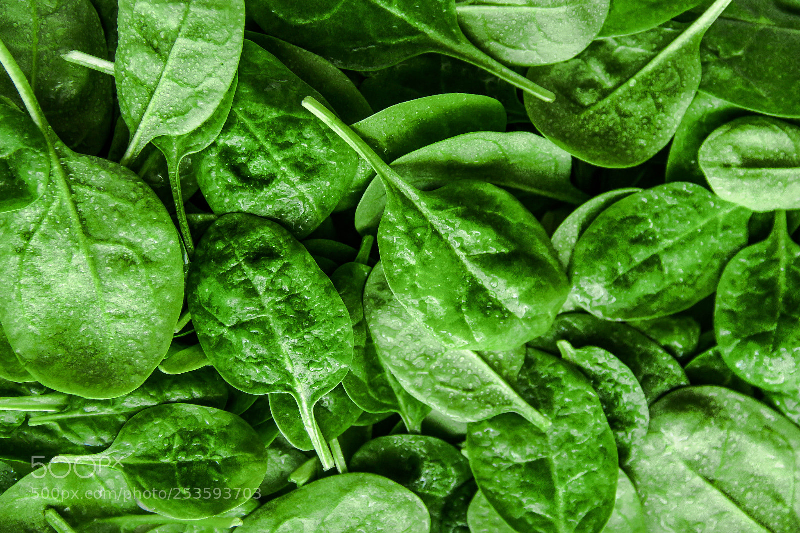 Canon EOS 650D (EOS Rebel T4i / EOS Kiss X6i) sample photo. Spinach photography