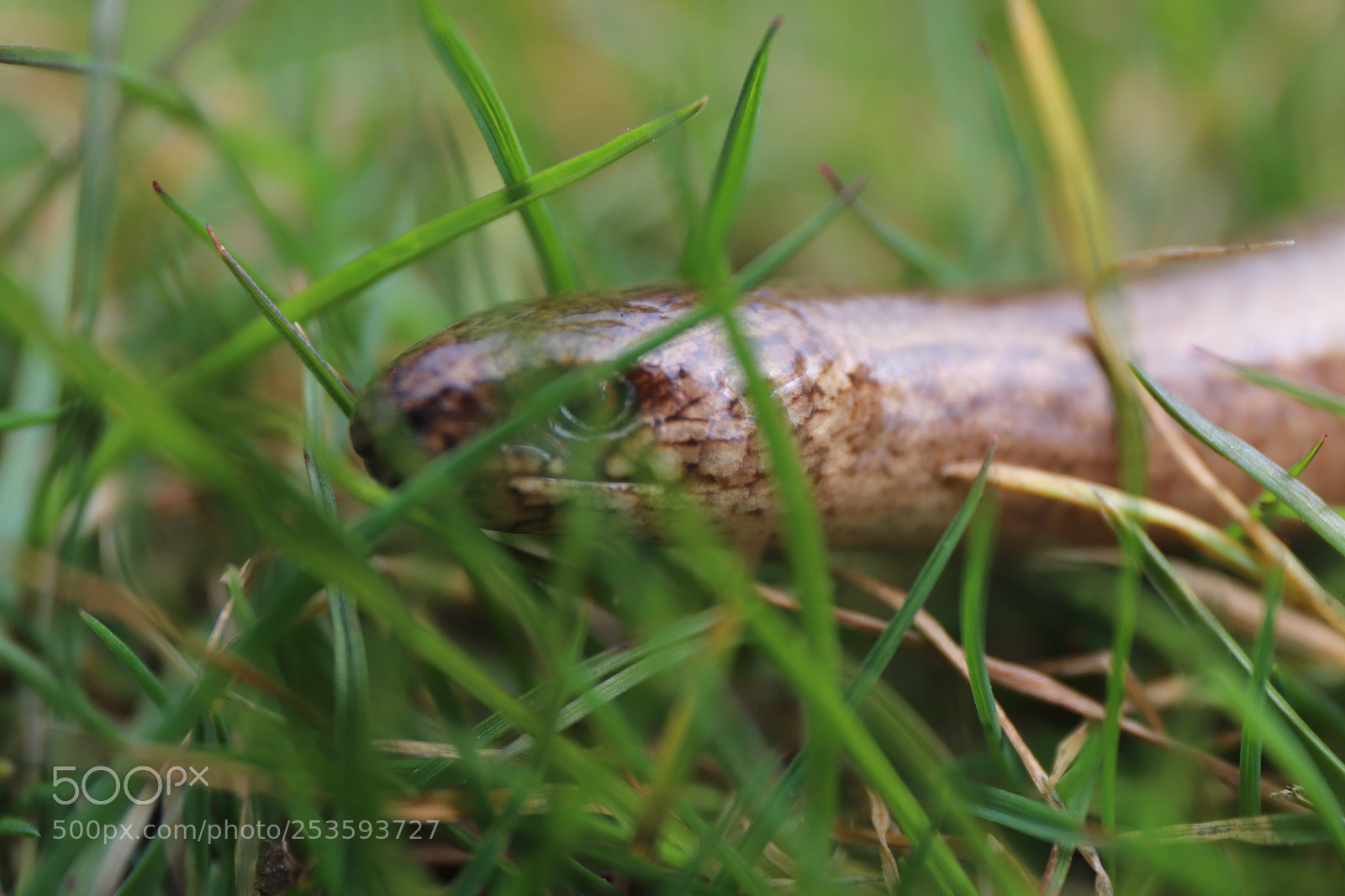 Canon EOS 77D (EOS 9000D / EOS 770D) sample photo. Harmles slow worm in photography