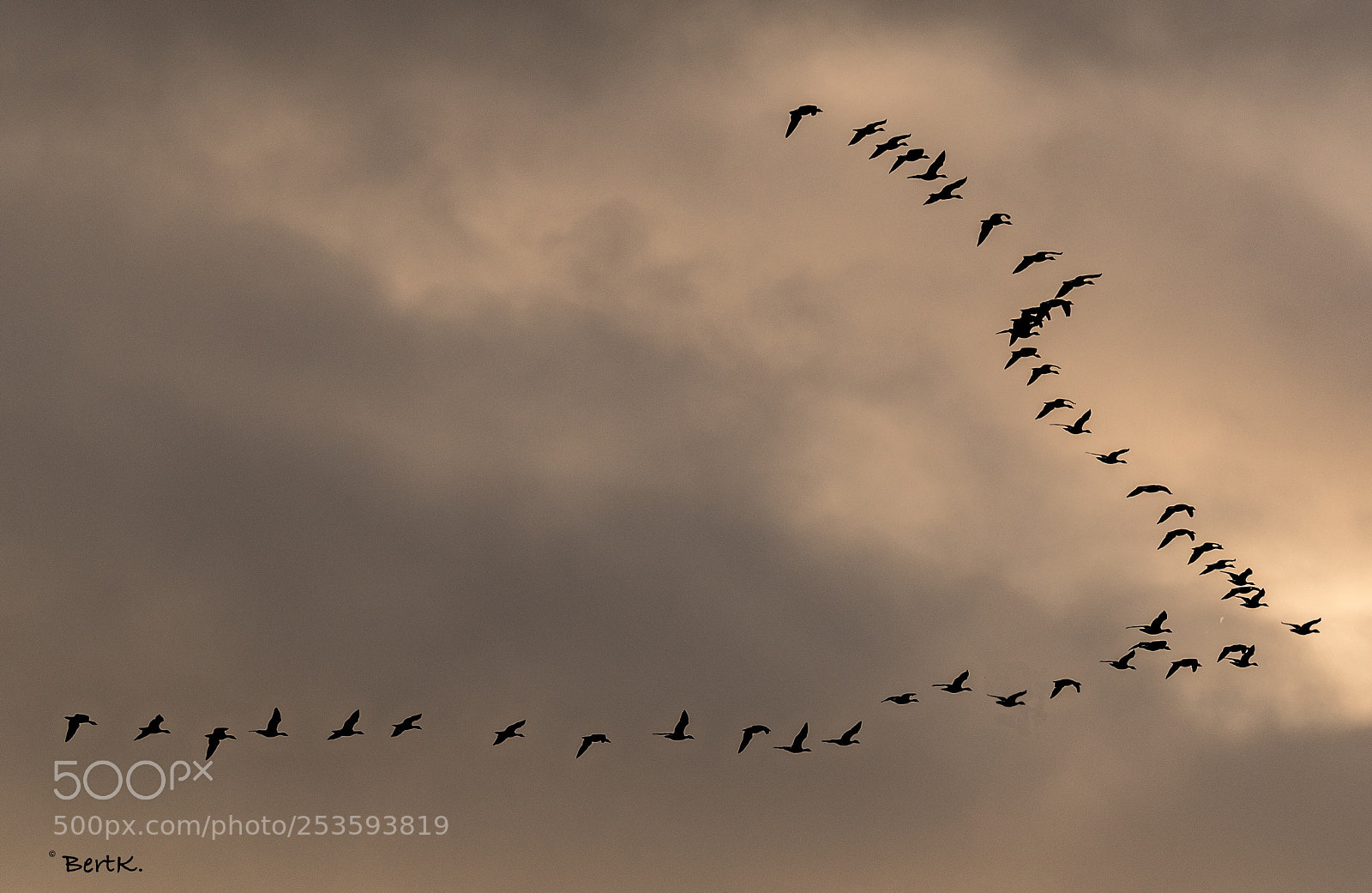 Nikon D500 sample photo. Follow the leader.  photography
