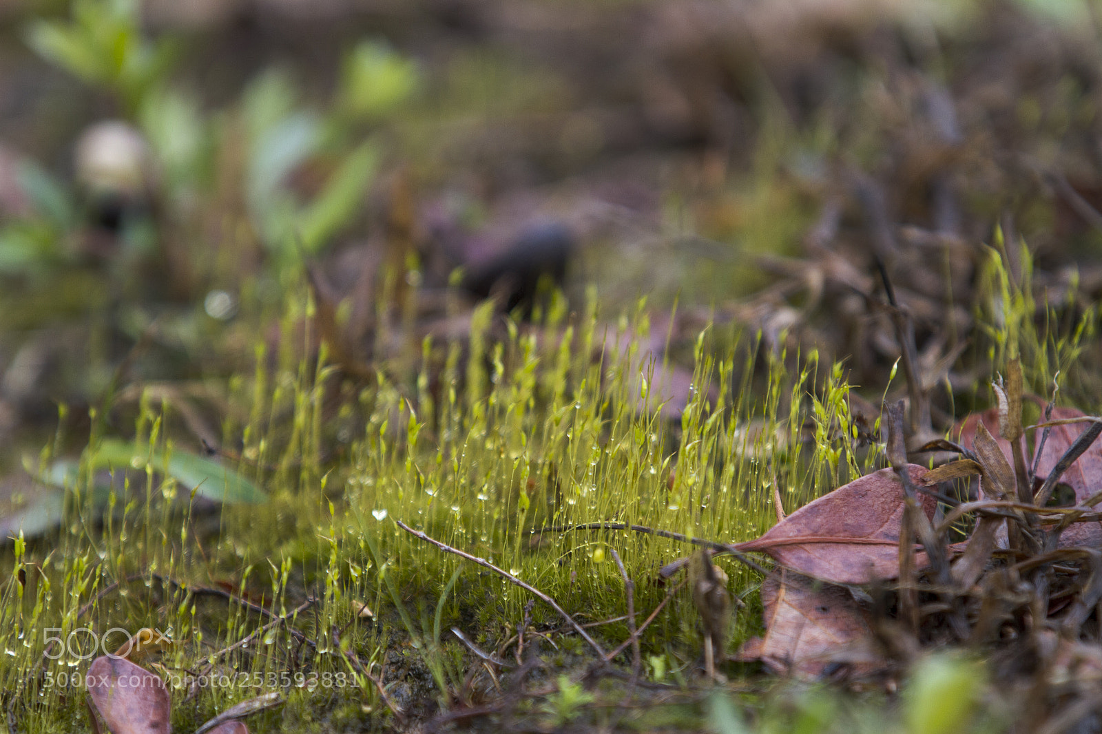 Canon EOS 7D sample photo. Moss on the forest photography