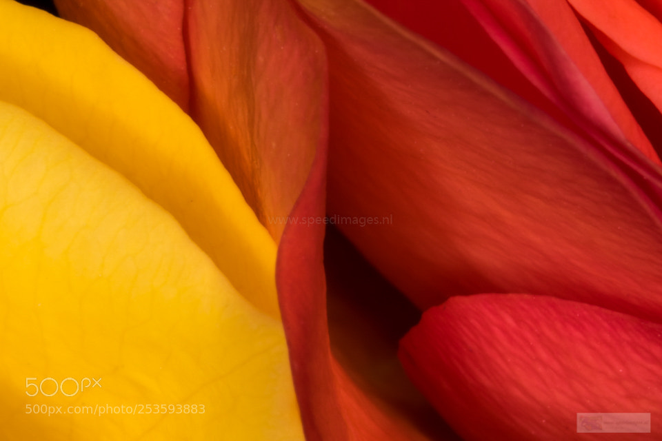 Canon EOS 7D Mark II sample photo. Two tones photography