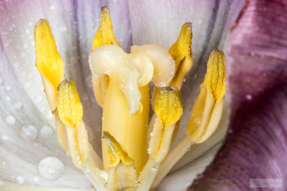 Canon EOS 7D Mark II sample photo. Yellow brains photography