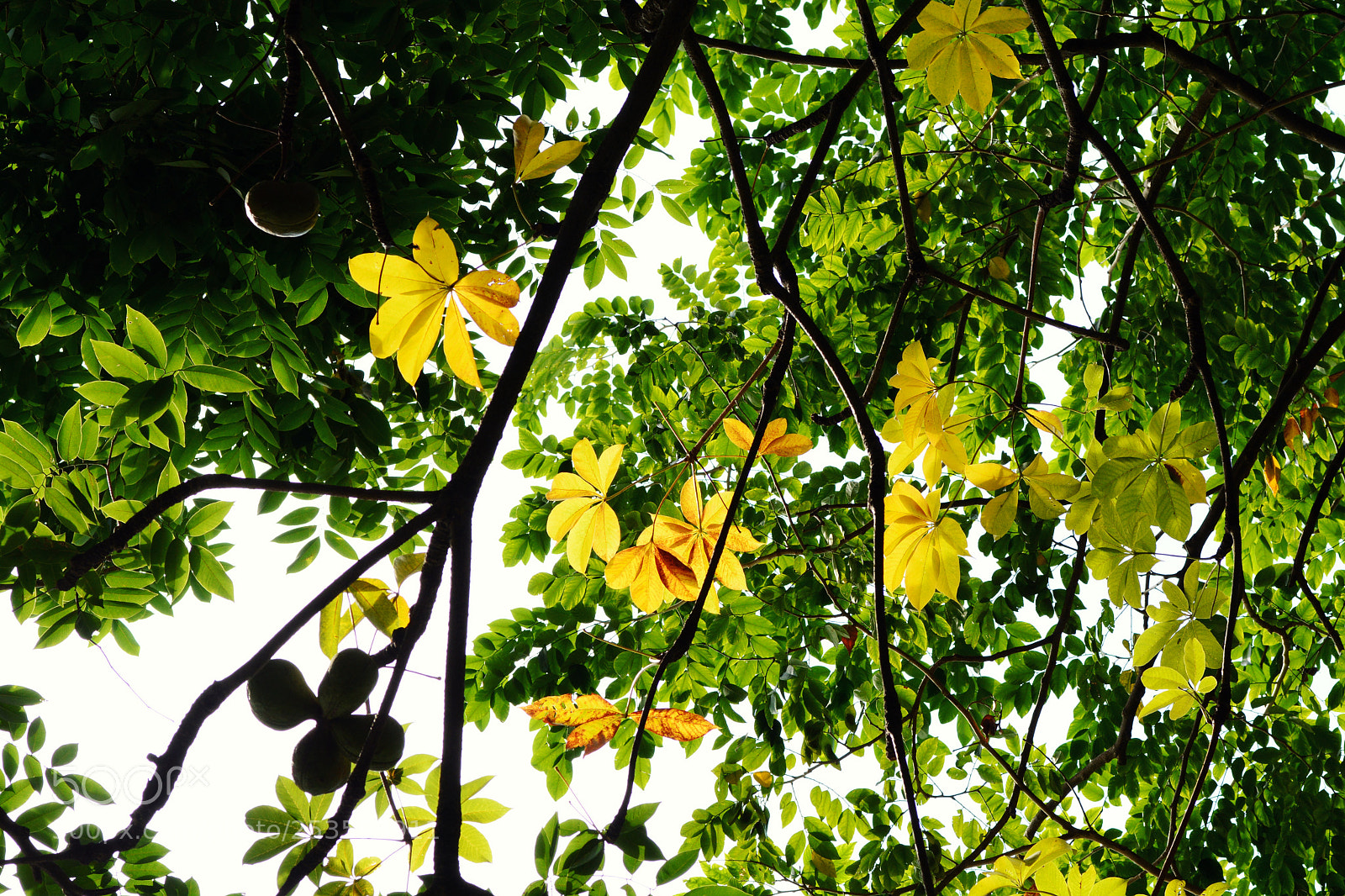 Nikon D7100 sample photo. Cll photography