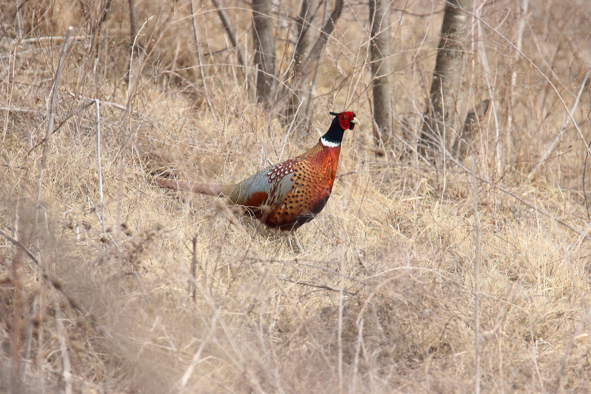 Tamron SP 150-600mm F5-6.3 Di VC USD sample photo. Male pheasant photography