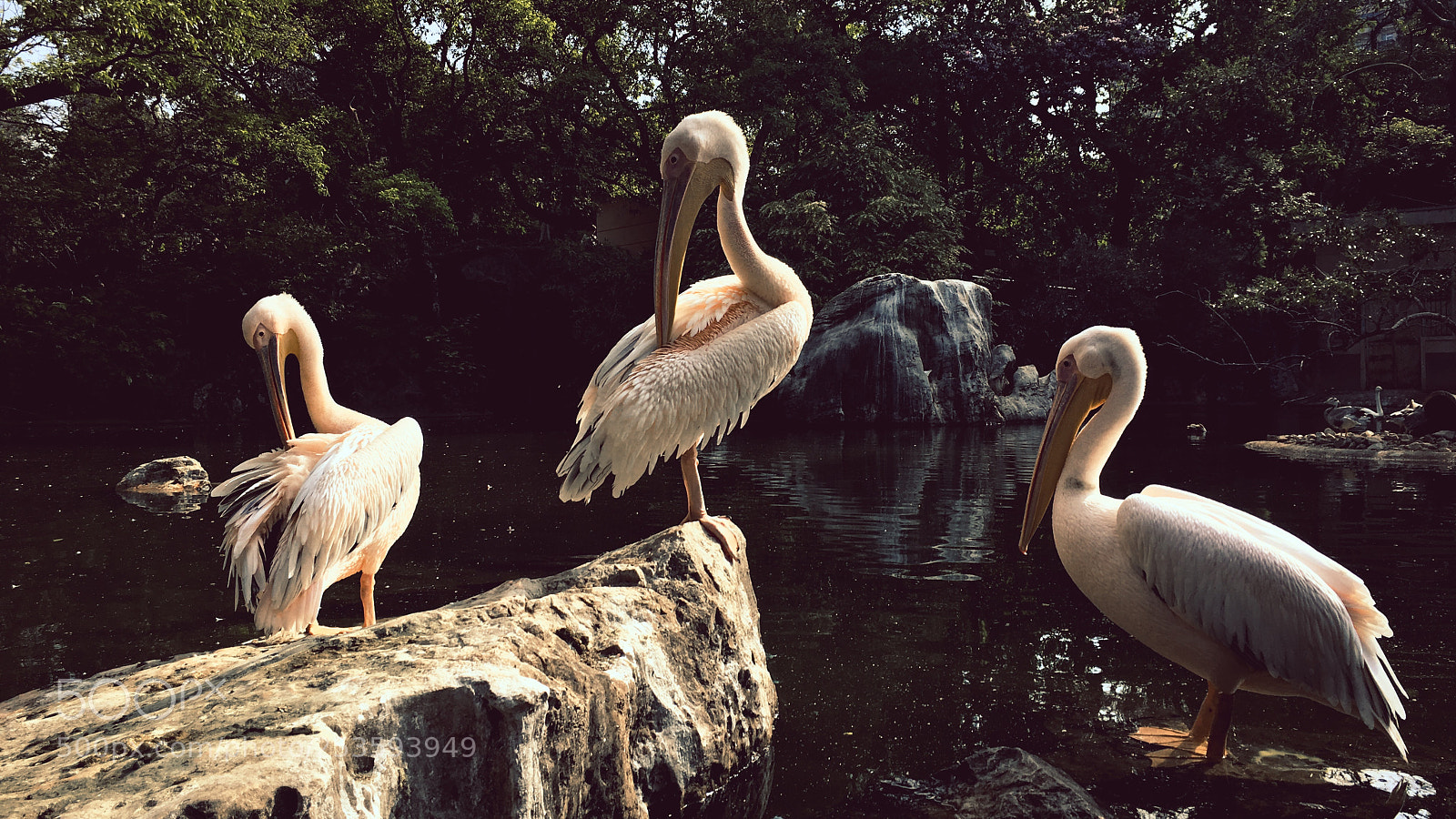 Apple iPhone 6s Plus sample photo. 三只鹈鹕 photography