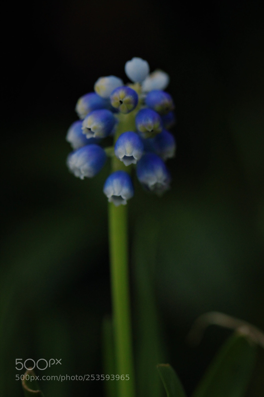 Canon EOS 500D (EOS Rebel T1i / EOS Kiss X3) sample photo. Cute... photography
