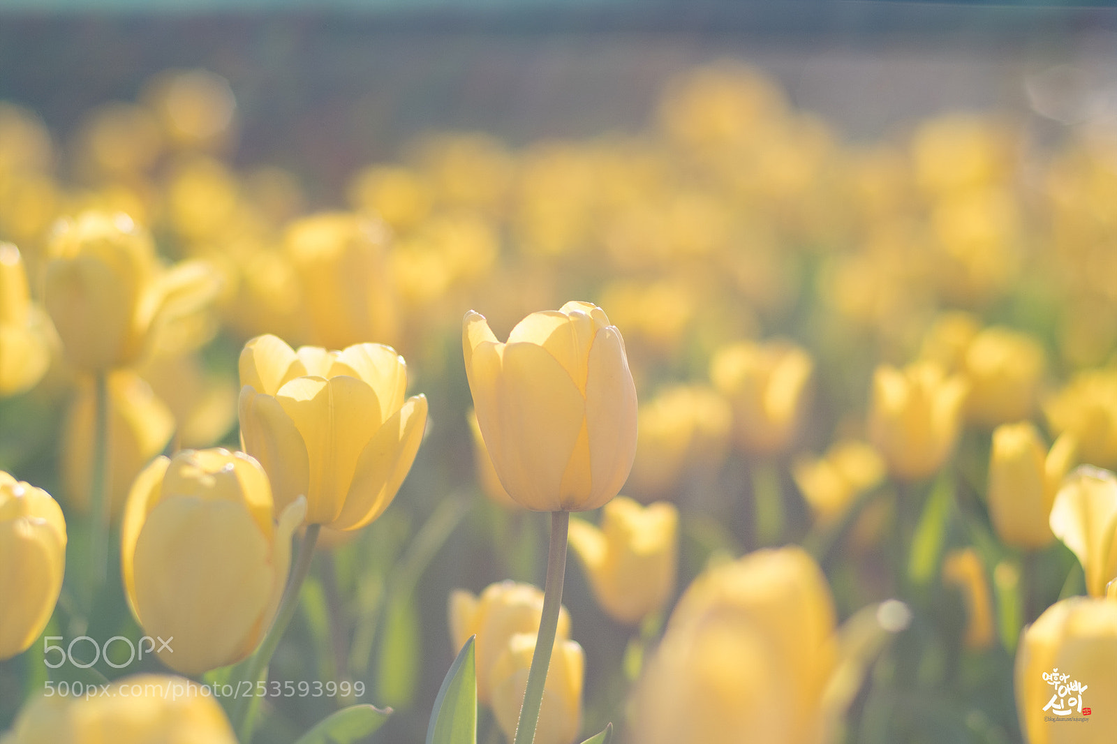 Fujifilm X-T2 sample photo. Yellow tulip photography