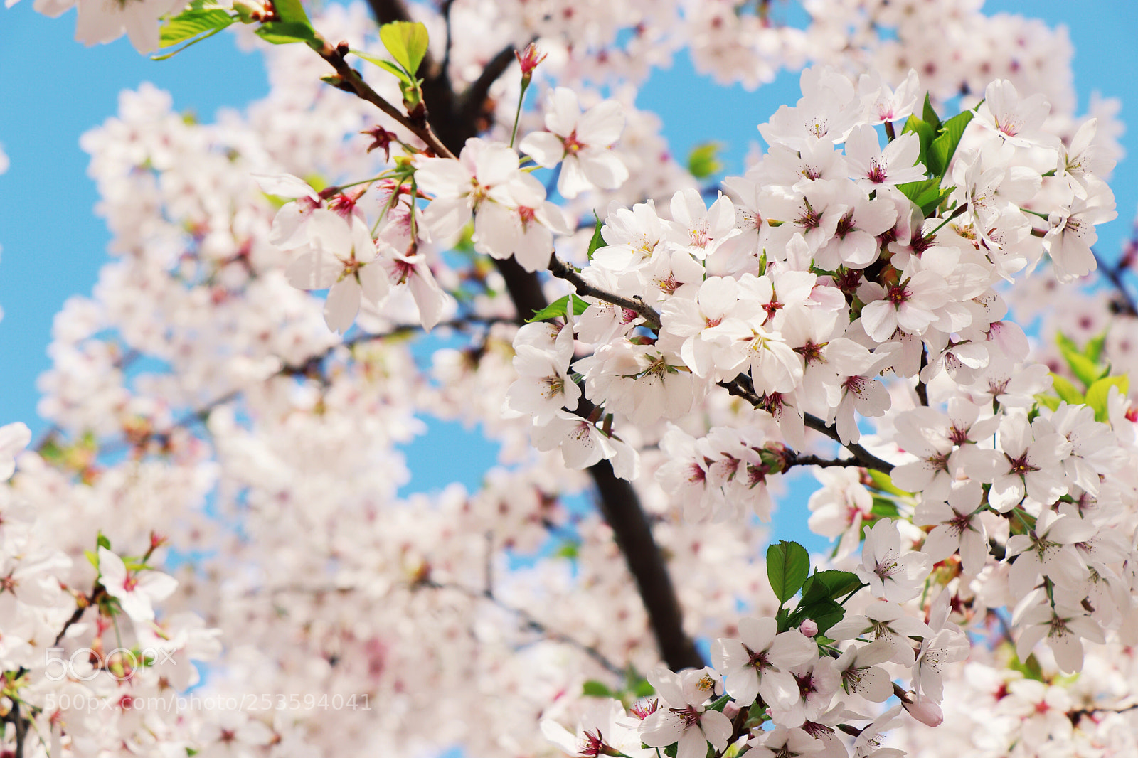 Canon EOS 77D (EOS 9000D / EOS 770D) sample photo. Cherry blossom 2 photography