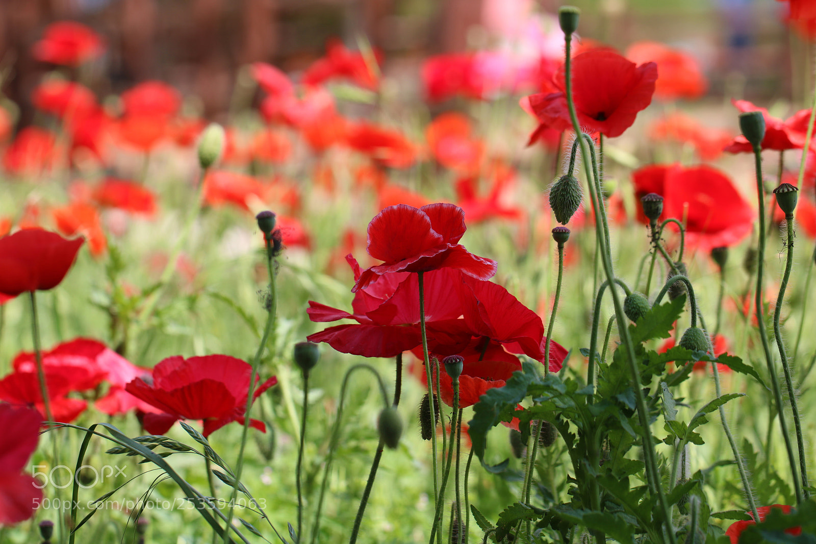 Canon EOS 750D (EOS Rebel T6i / EOS Kiss X8i) sample photo. Poppies 3662 photography