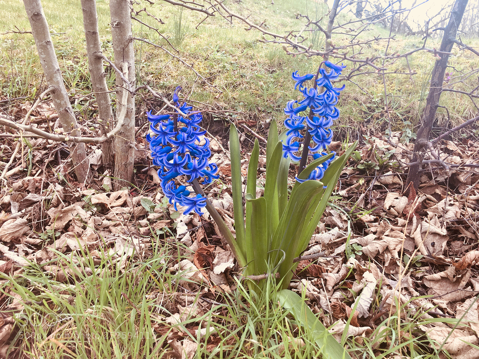 Apple iPhone 6s sample photo. Hyacinthe at st. idesbald photography