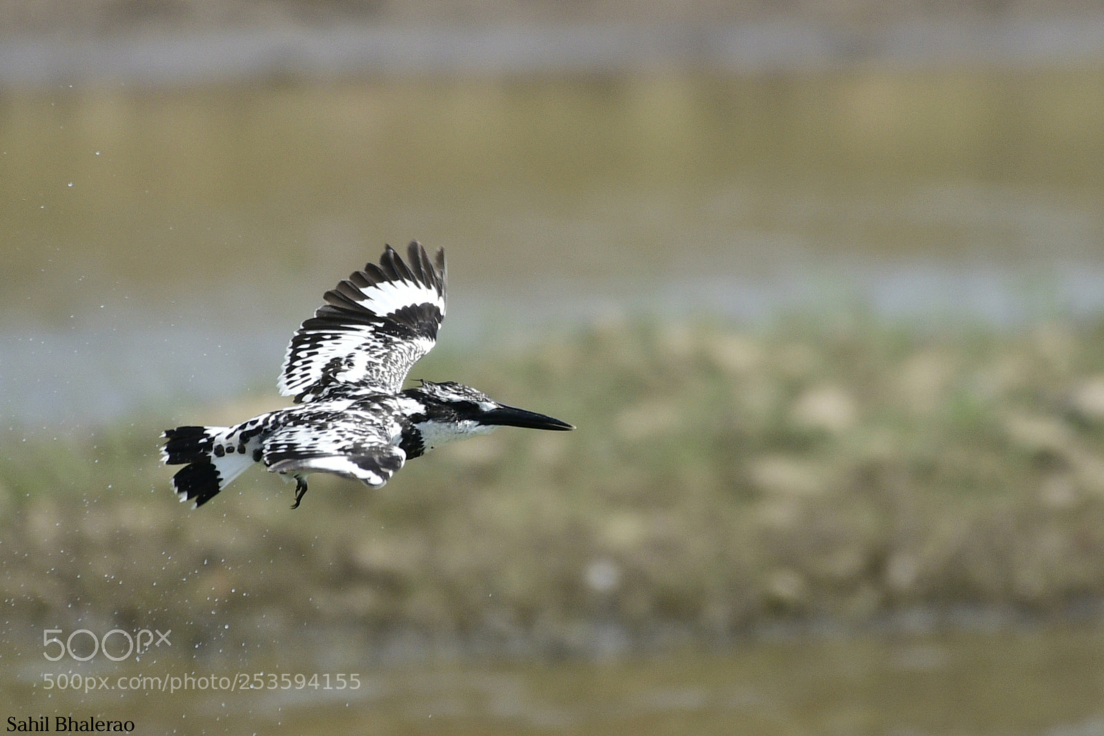 Nikon D500 sample photo. Pied kingfisher in flight. photography