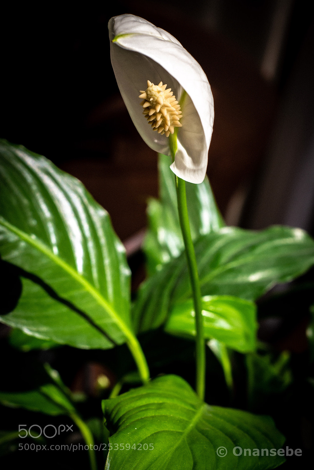 Nikon D5200 sample photo. Green&white photography