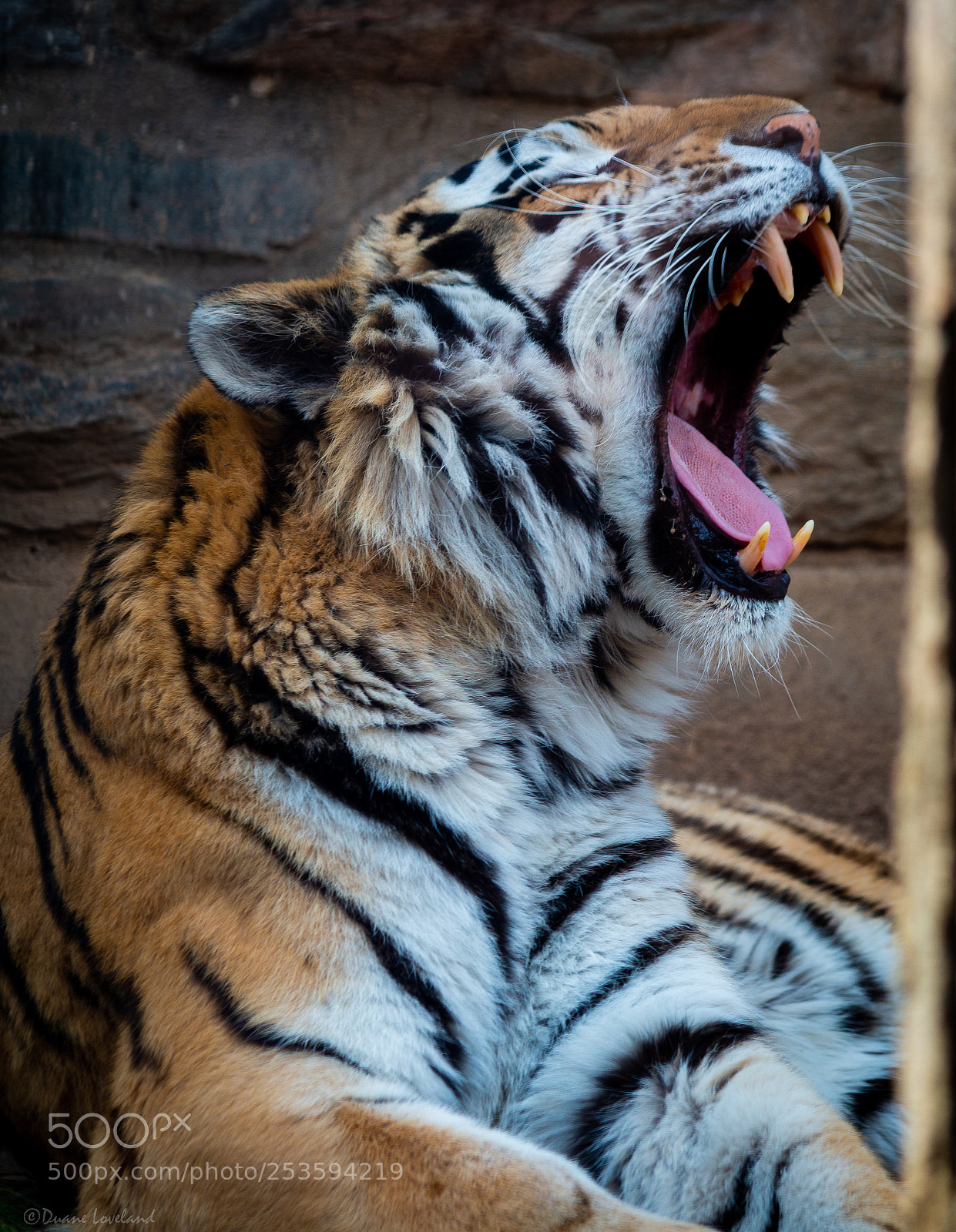 Canon EOS 70D sample photo. Yawning or yodeling? photography