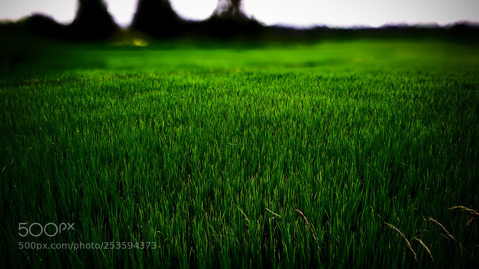Sony Cyber-shot DSC-WX350 sample photo. Green farm photography