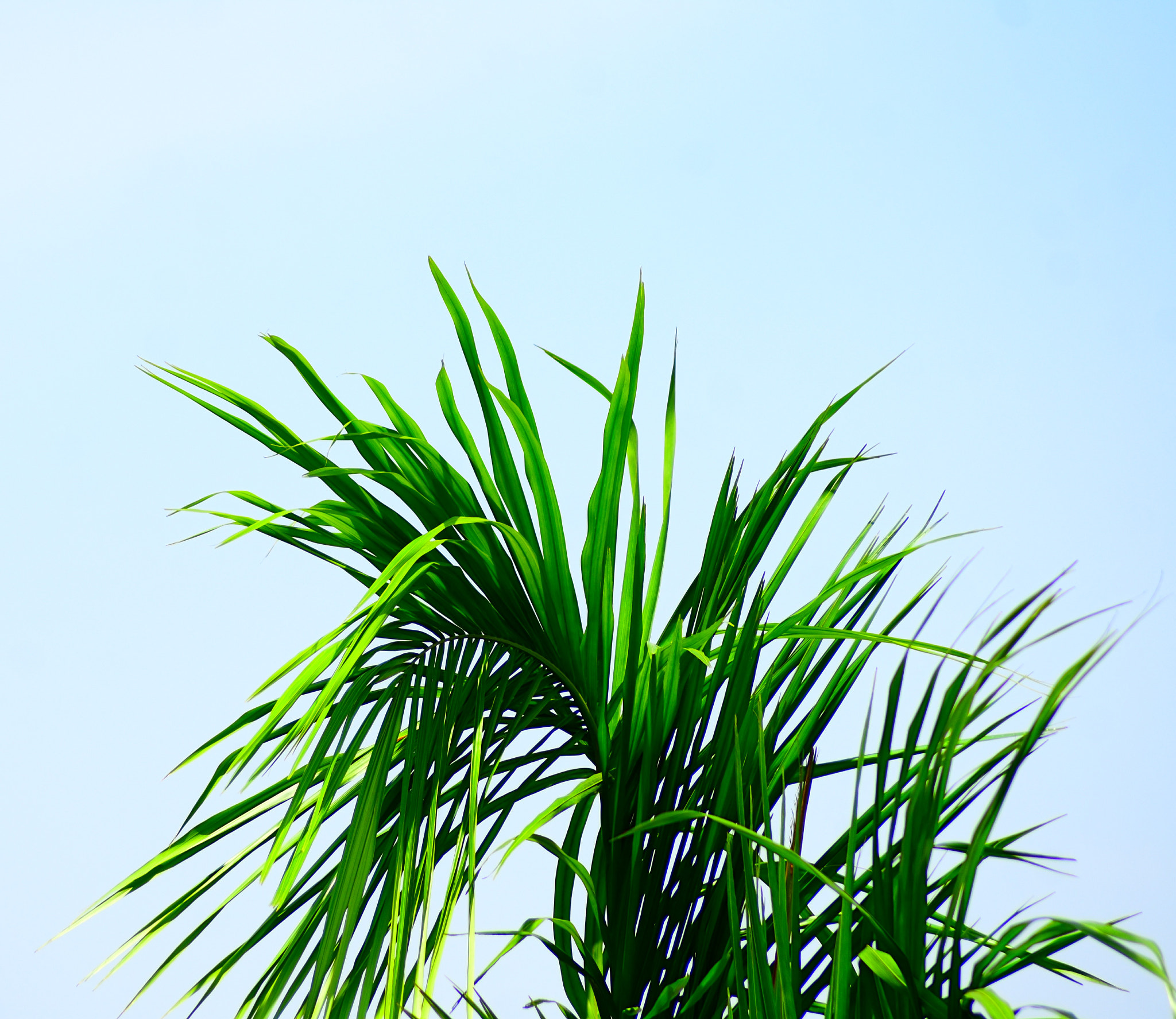 Nikon AF Nikkor 70-300mm F4-5.6G sample photo