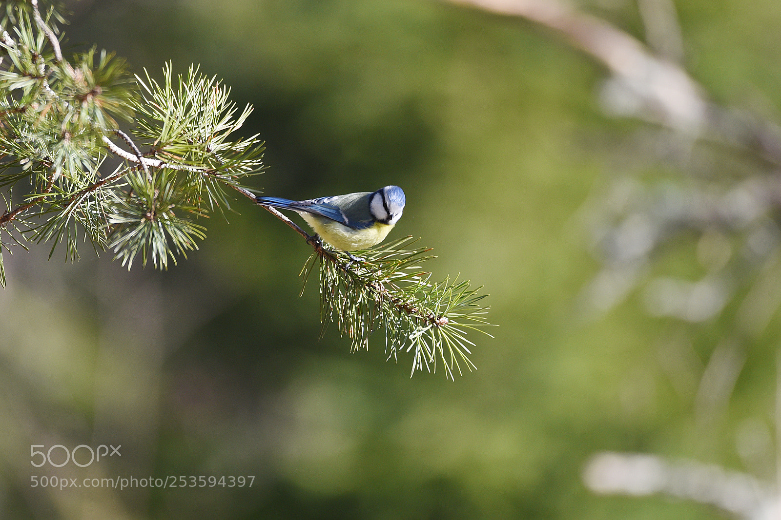 Nikon D750 sample photo. Parus major photography