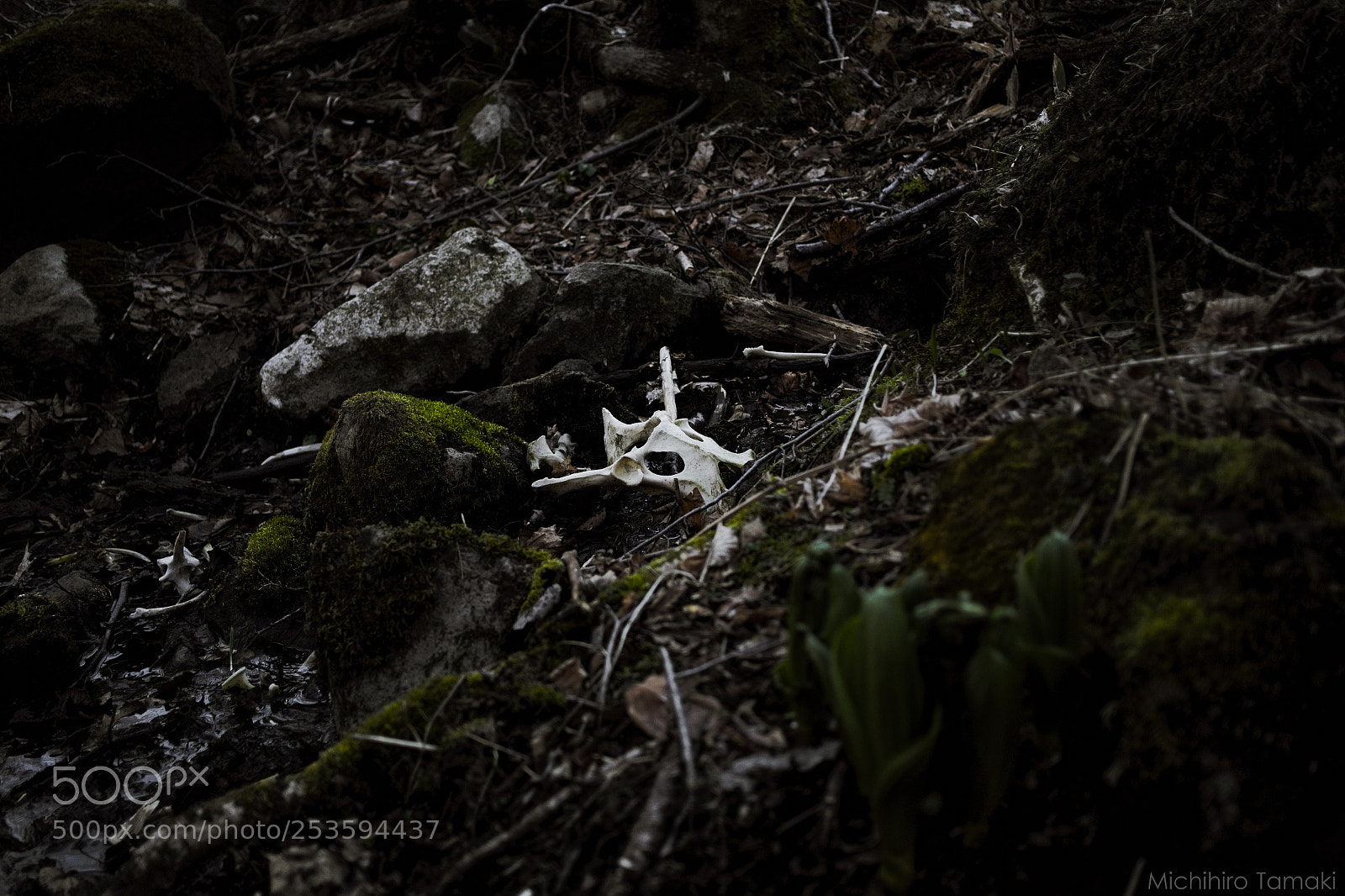 Fujifilm X-E1 sample photo. Lives photography