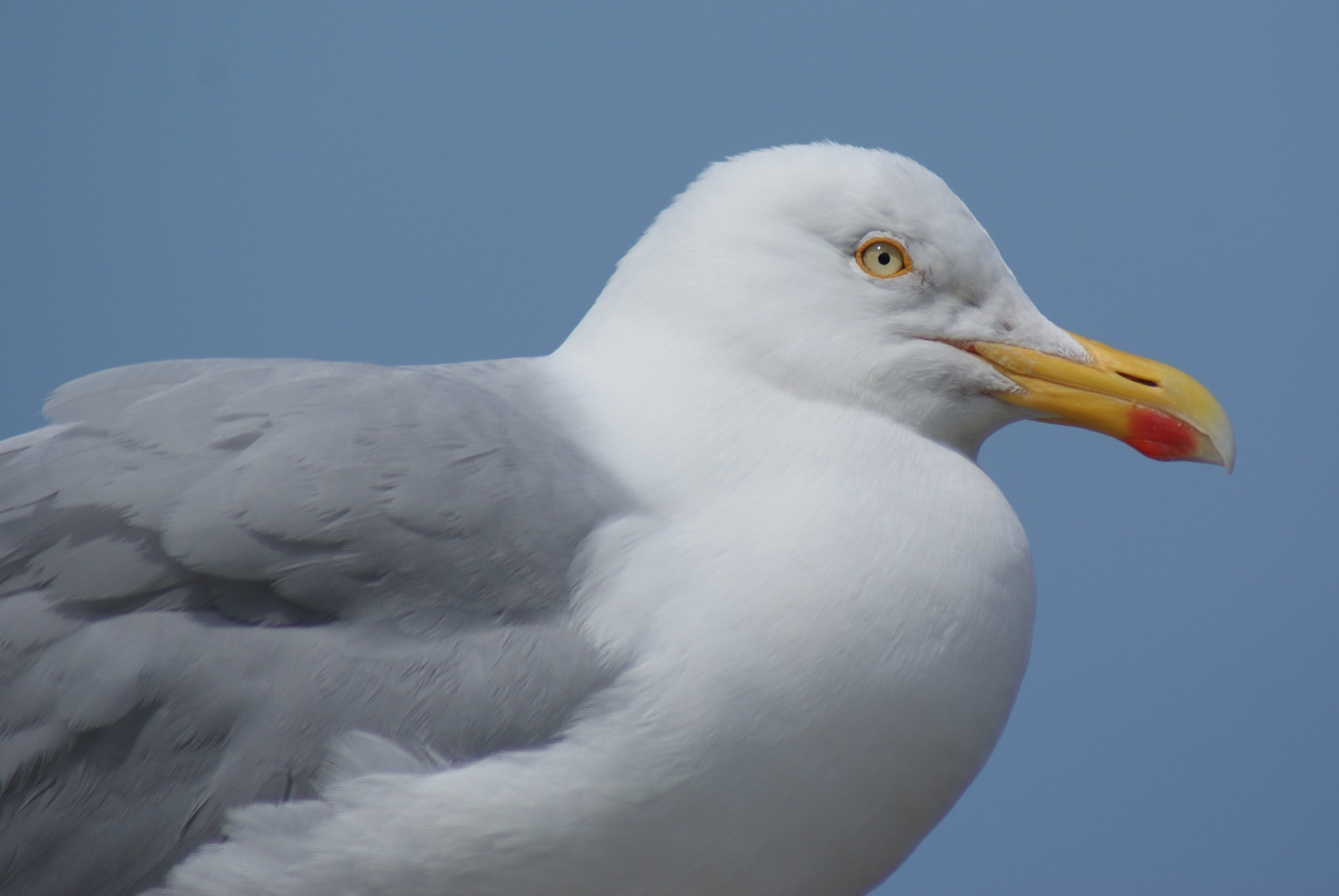Sony 75-300mm F4.5-5.6 sample photo. Granville photography