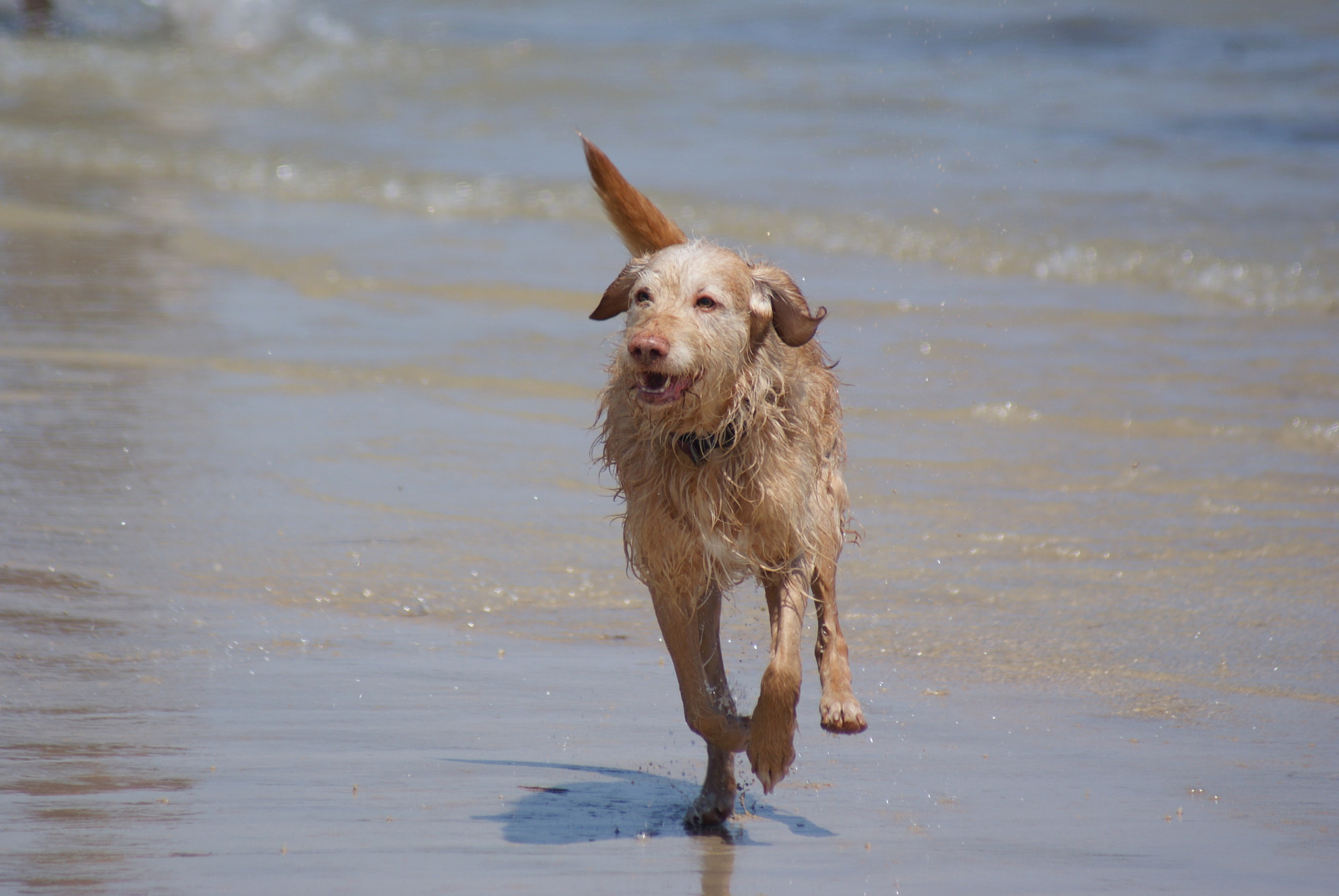 Sony 75-300mm F4.5-5.6 sample photo. Cours tant que tu peux ! photography