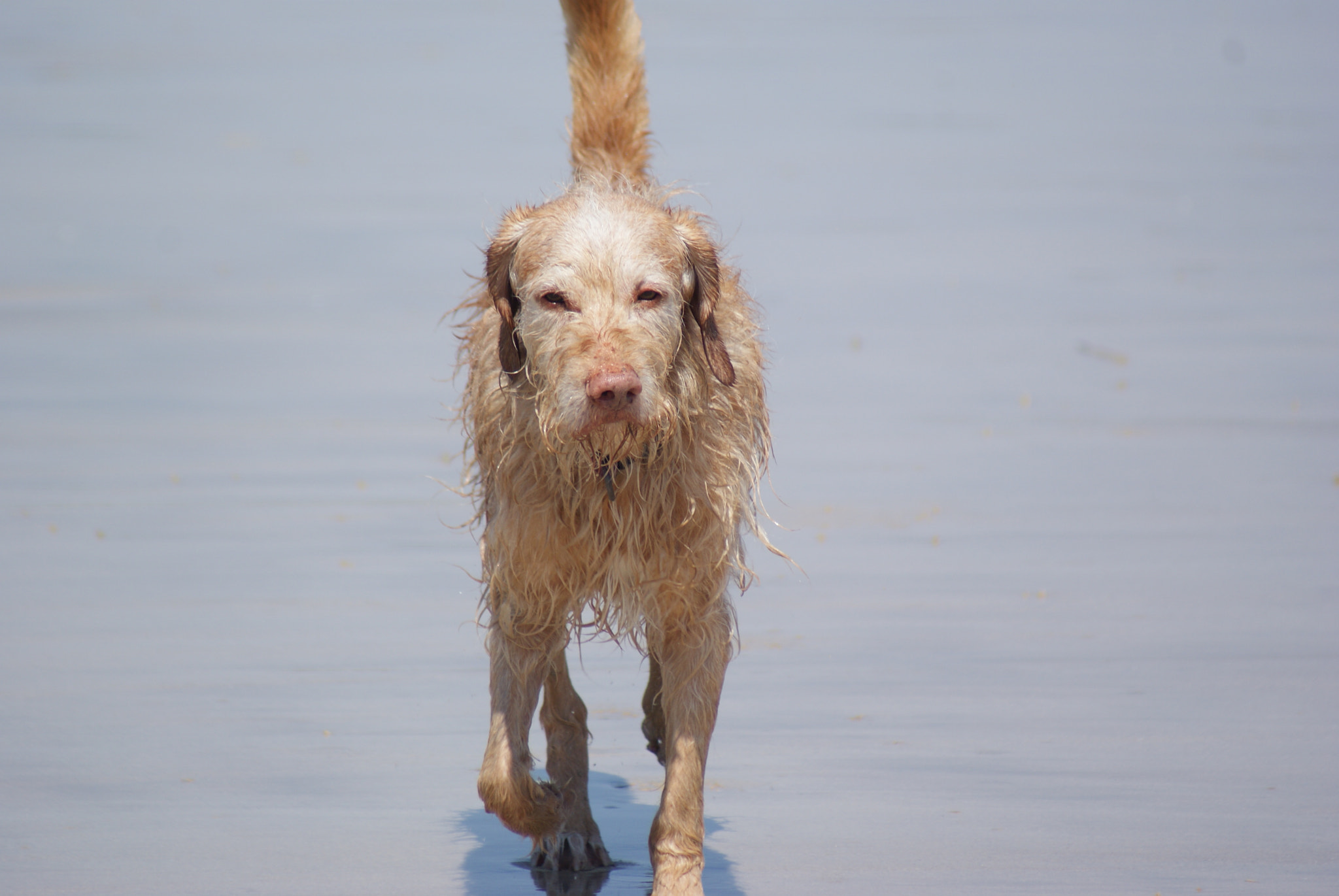 Sony 75-300mm F4.5-5.6 sample photo. Quetzal le beau ! photography