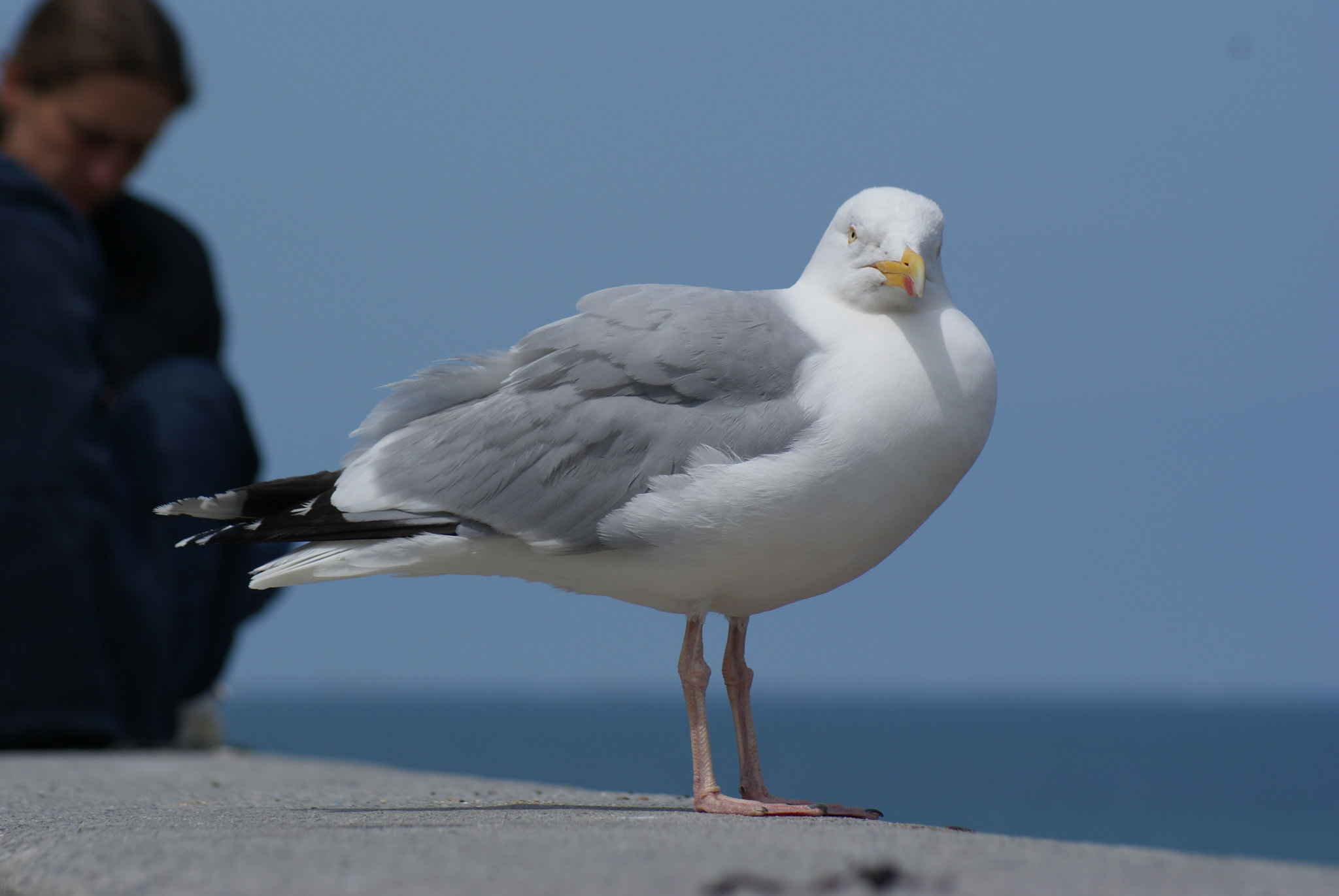 Sony 75-300mm F4.5-5.6 sample photo. Fière de toi ? photography