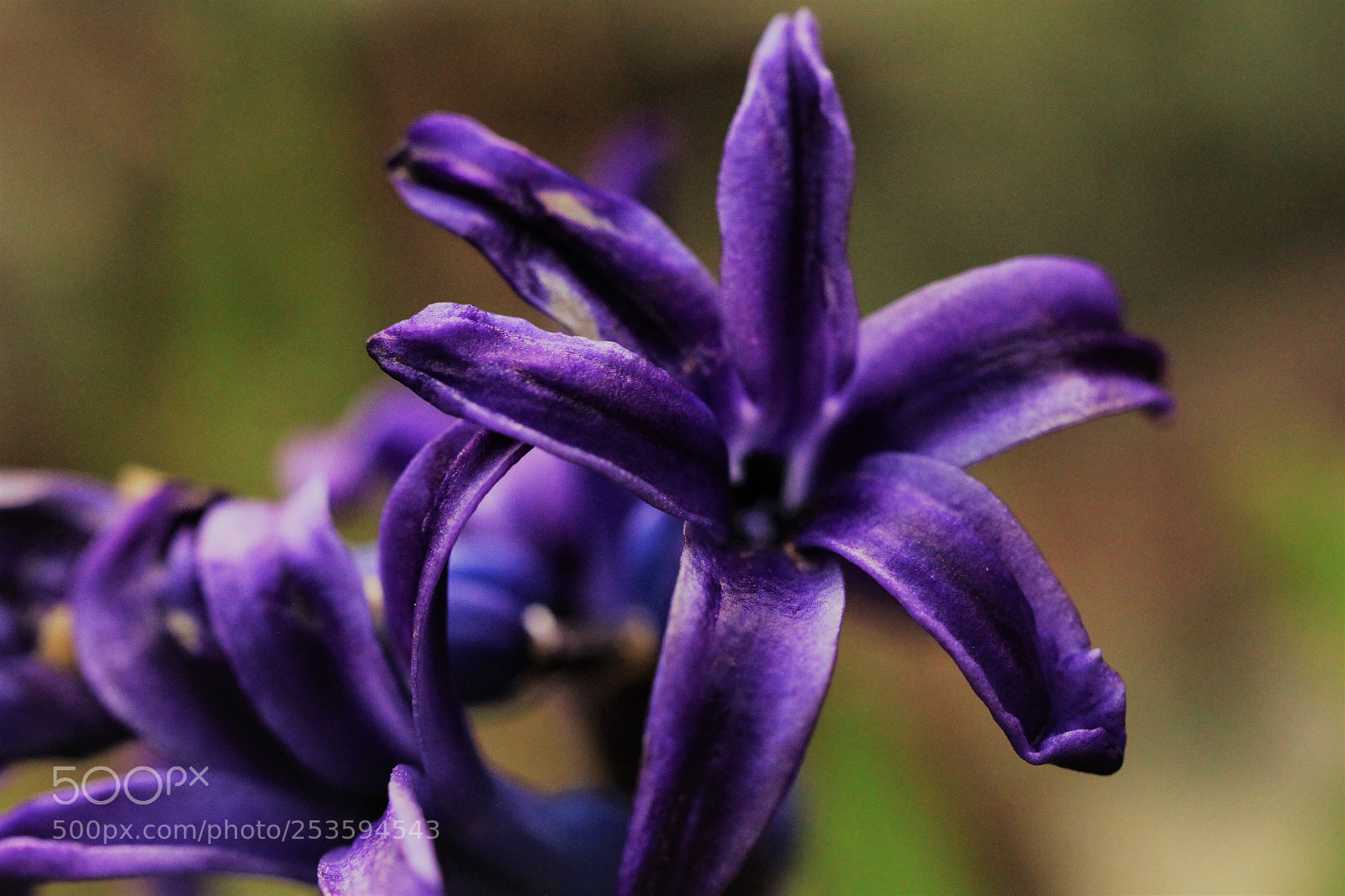 Canon EOS 500D (EOS Rebel T1i / EOS Kiss X3) sample photo. Very purple photography