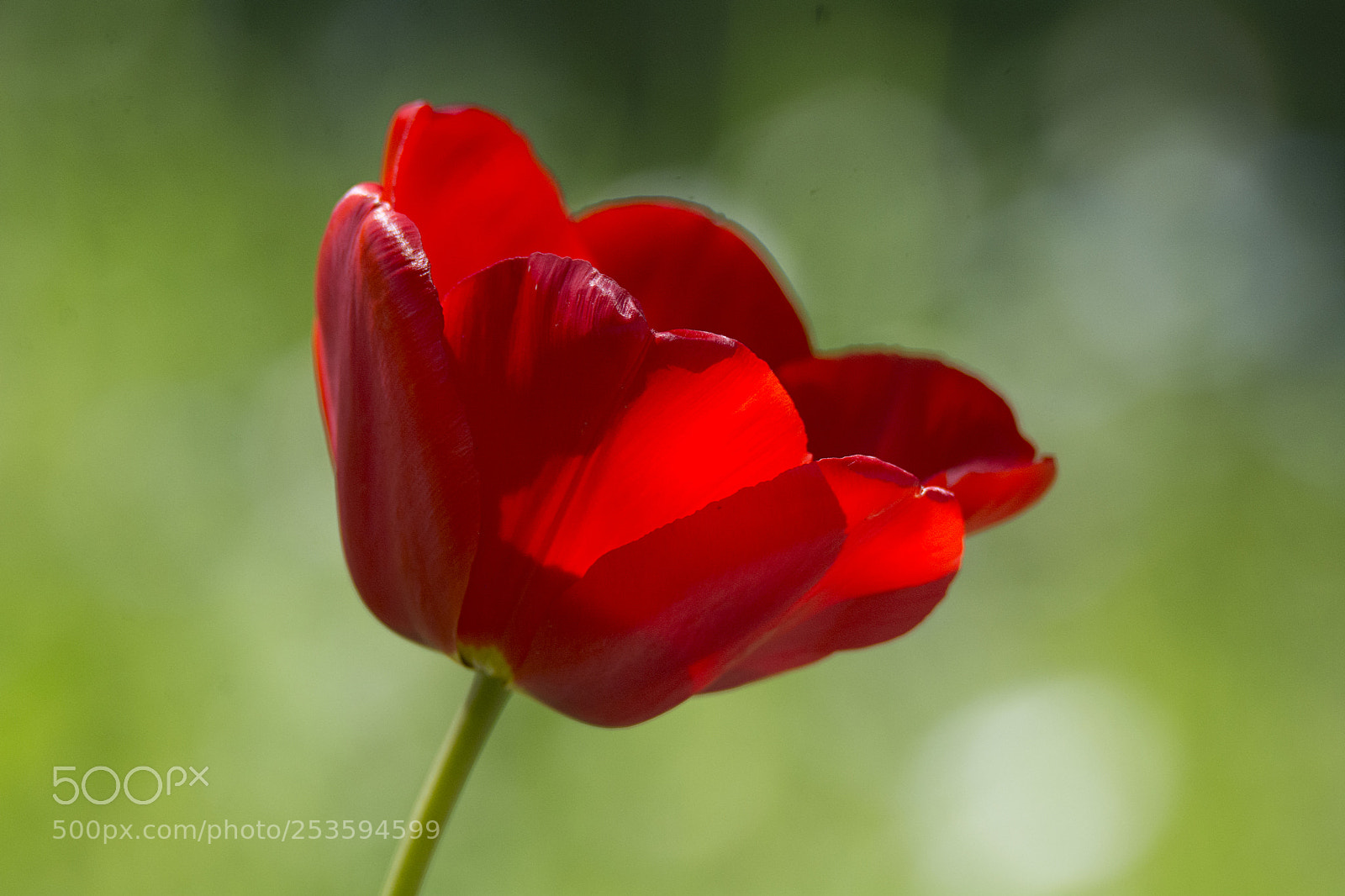 Nikon D7100 sample photo. The red photography