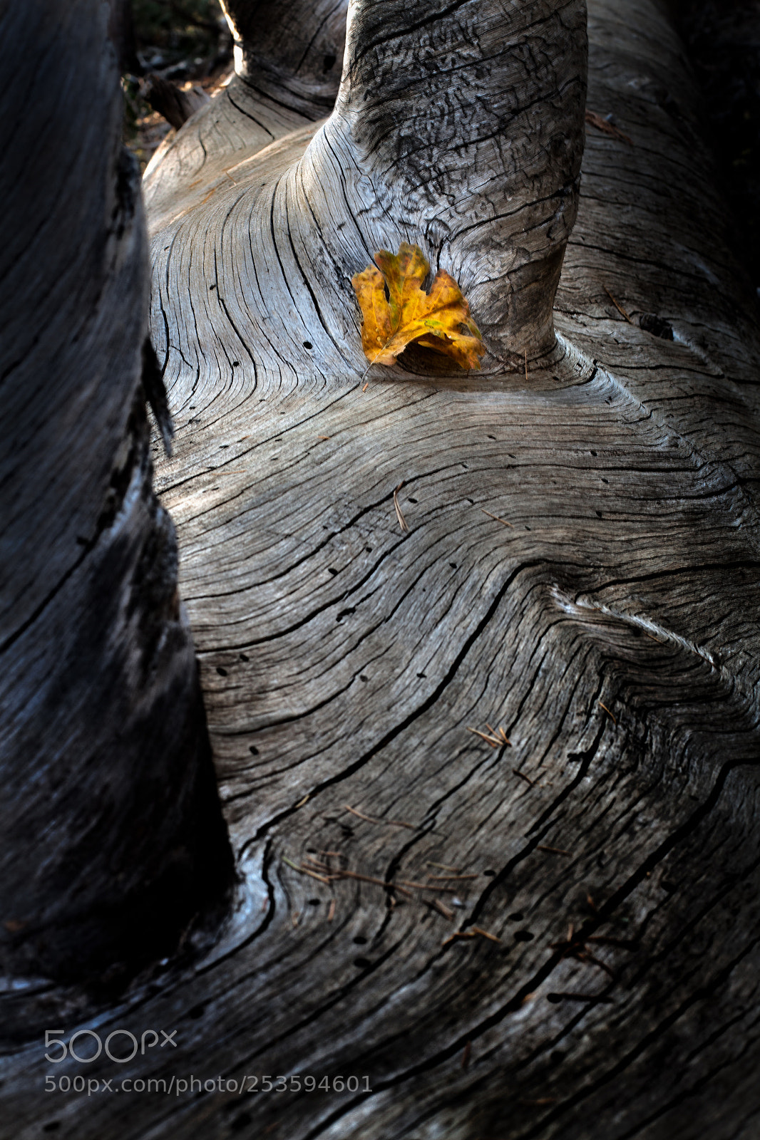 Canon EOS 50D sample photo. Alone in the woods photography
