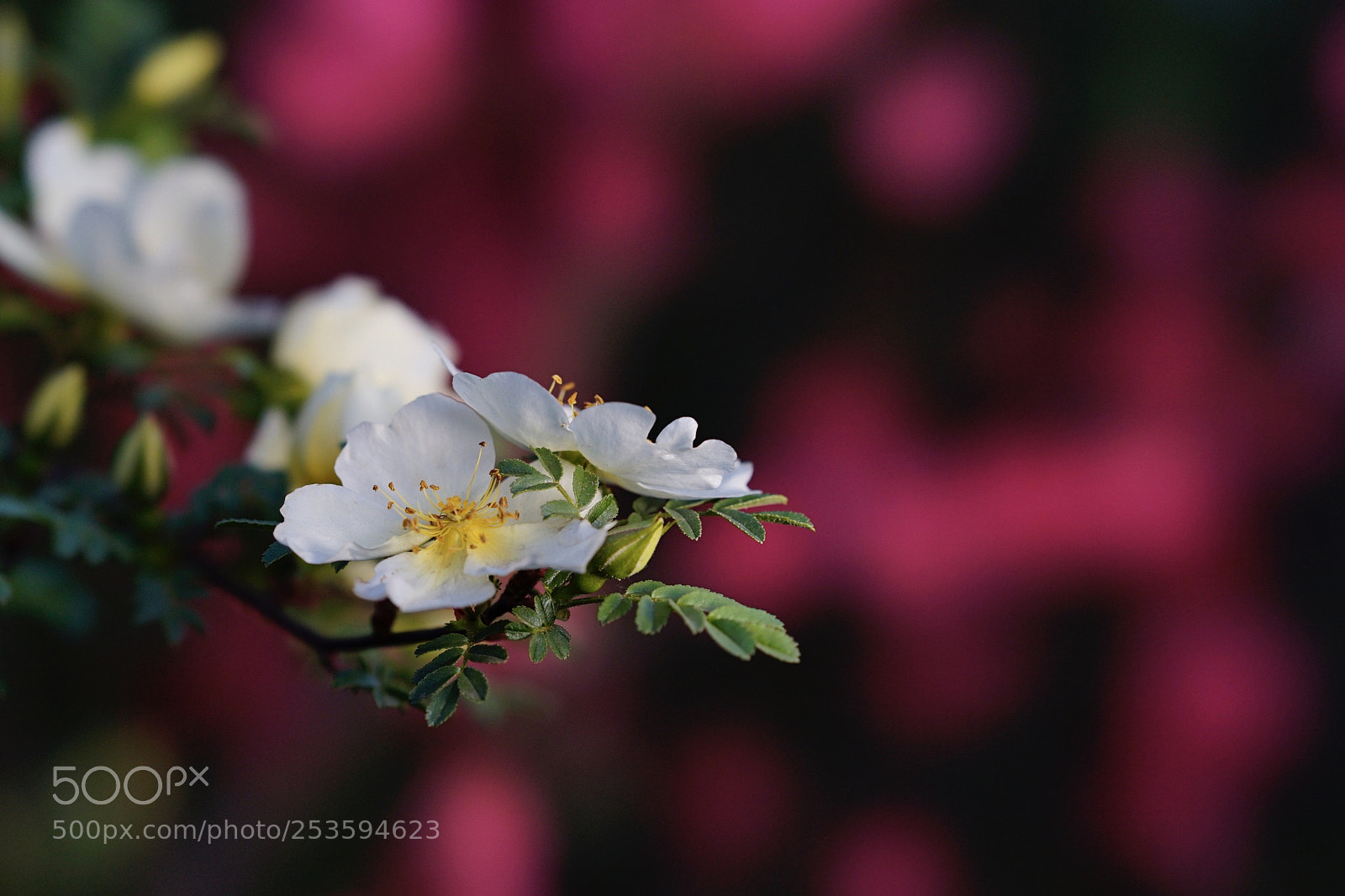 Sony a7 II sample photo. 魂動紅 photography