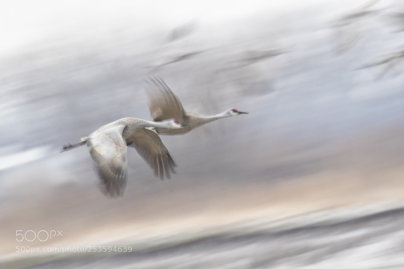 Canon EOS 7D Mark II sample photo. Sandhill cranes photography