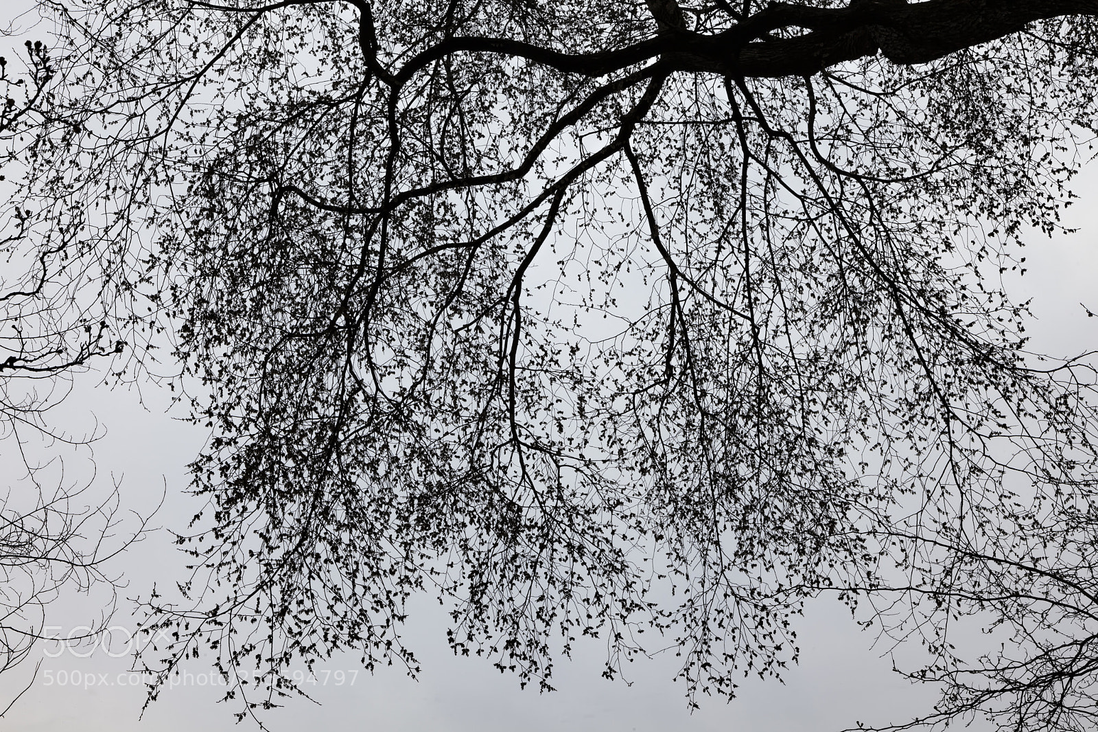 Canon EOS 5D Mark II sample photo. Spring trees photography