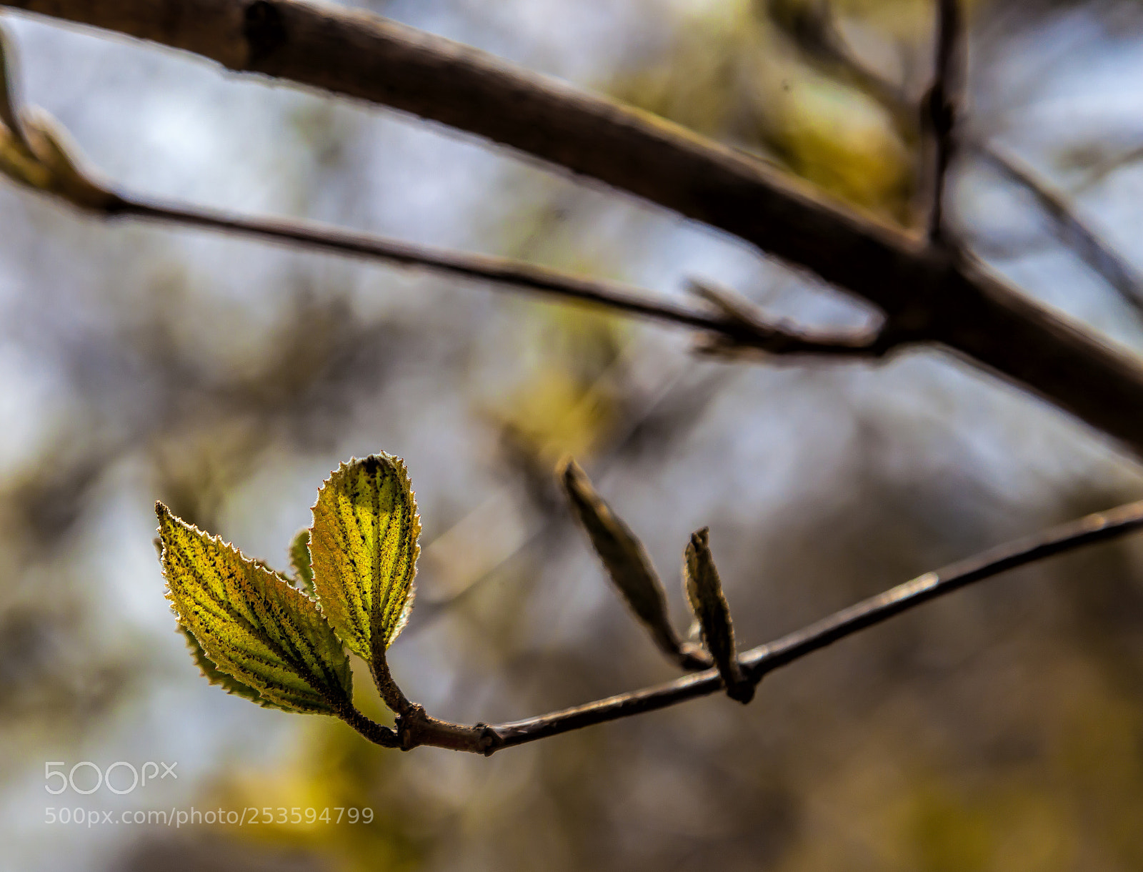 Canon EOS 5D Mark II sample photo. Young leaves photography