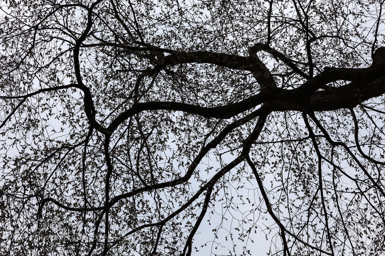 Canon EOS 5D Mark II sample photo. Spring trees photography