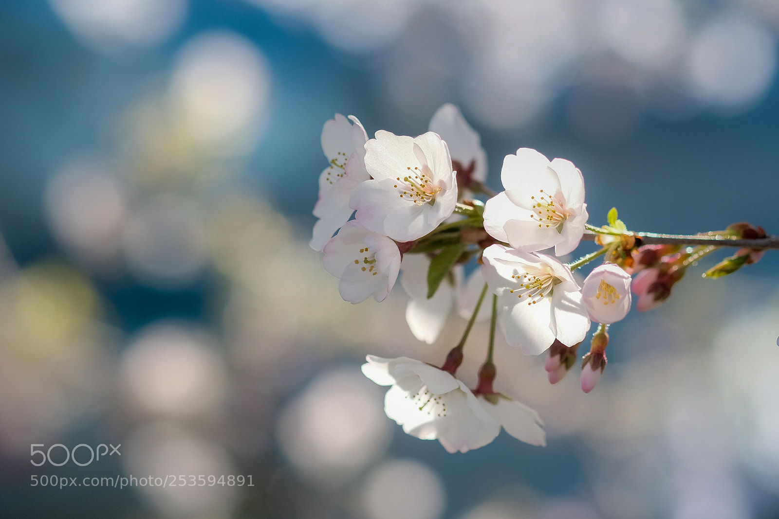 Fujifilm X-Pro2 sample photo. Le printemps photography