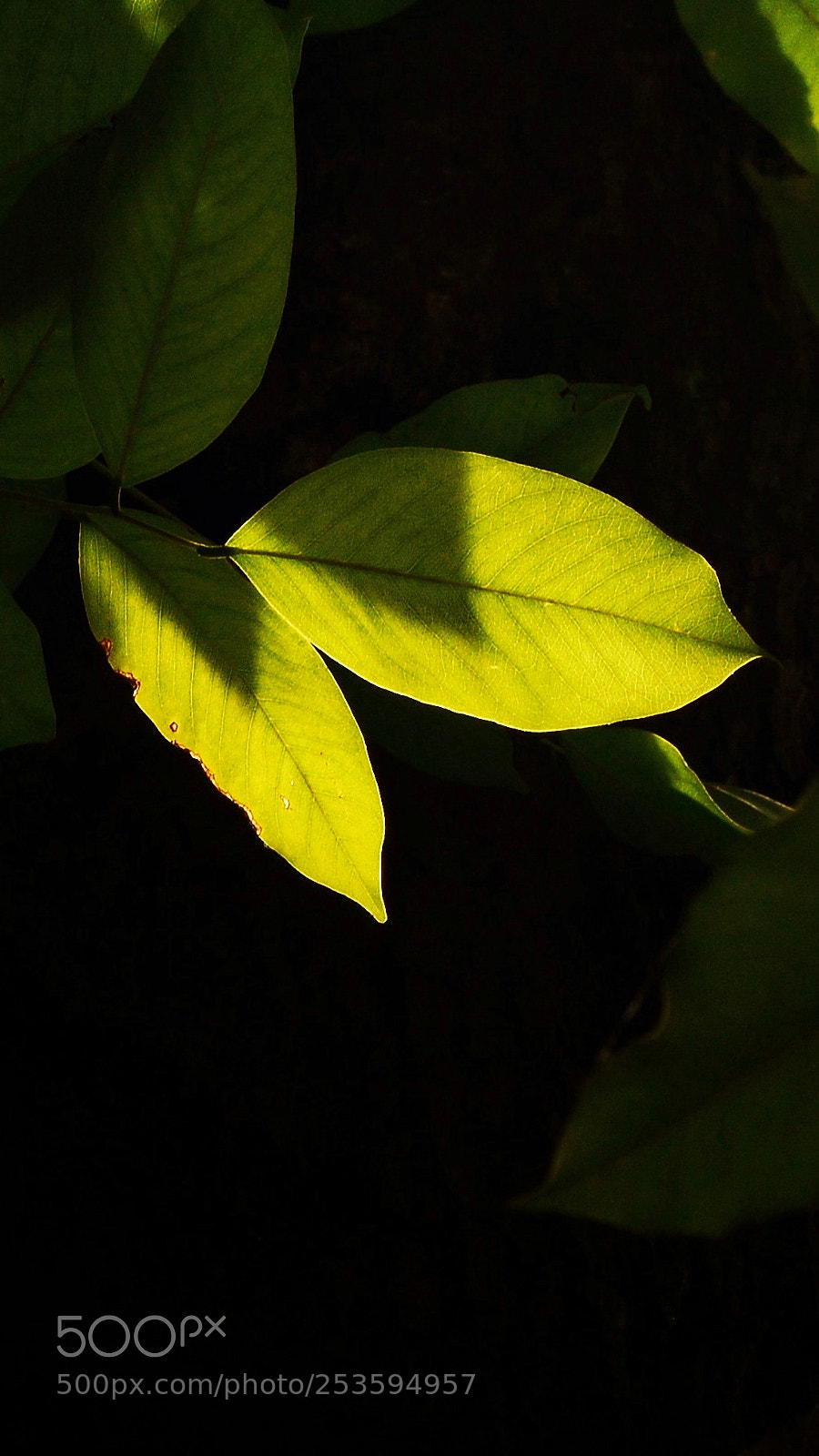 Nikon D7100 sample photo. Dtn photography