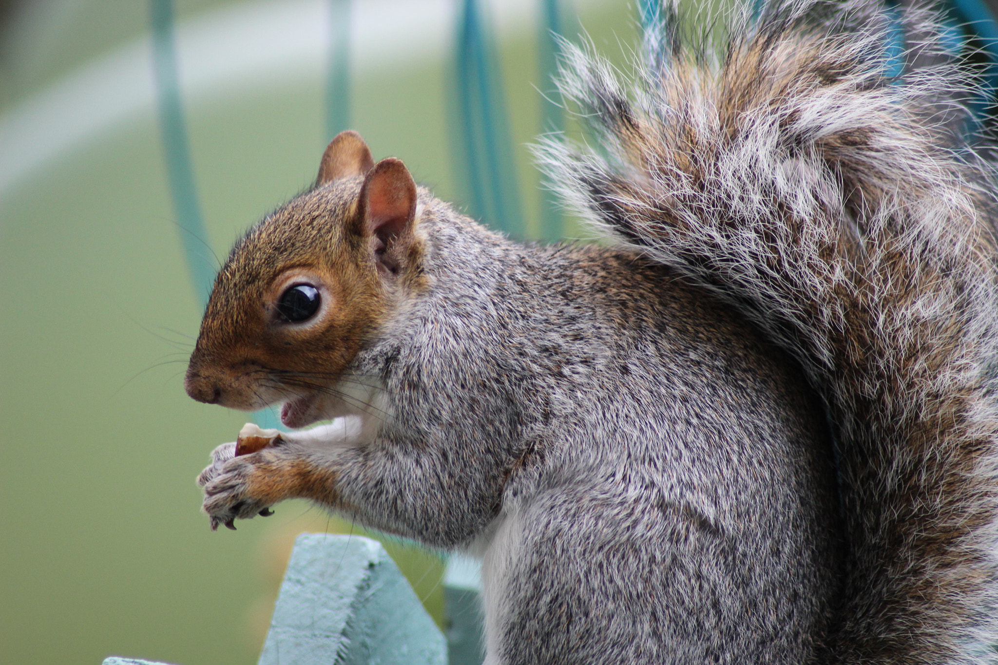 Canon EOS 600D (Rebel EOS T3i / EOS Kiss X5) sample photo. May contain nuts photography