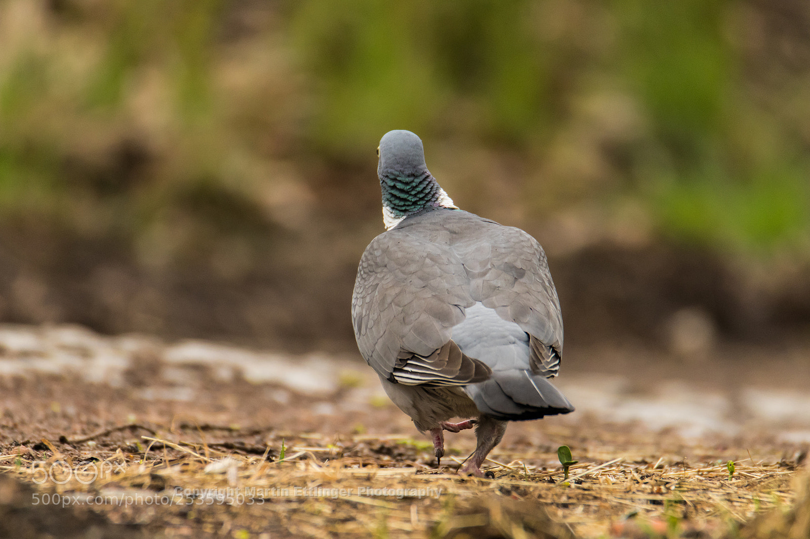Canon EOS 7D Mark II sample photo. Woodpigeon ( columba palumbus) 14042018 photography