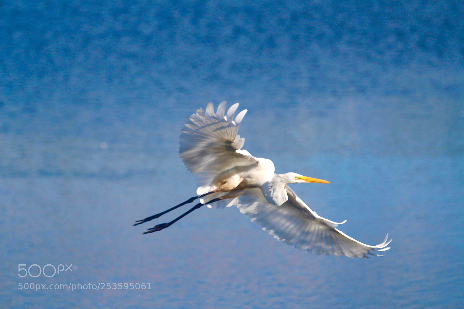 Canon EOS 700D (EOS Rebel T5i / EOS Kiss X7i) sample photo. Heron rides the wind photography