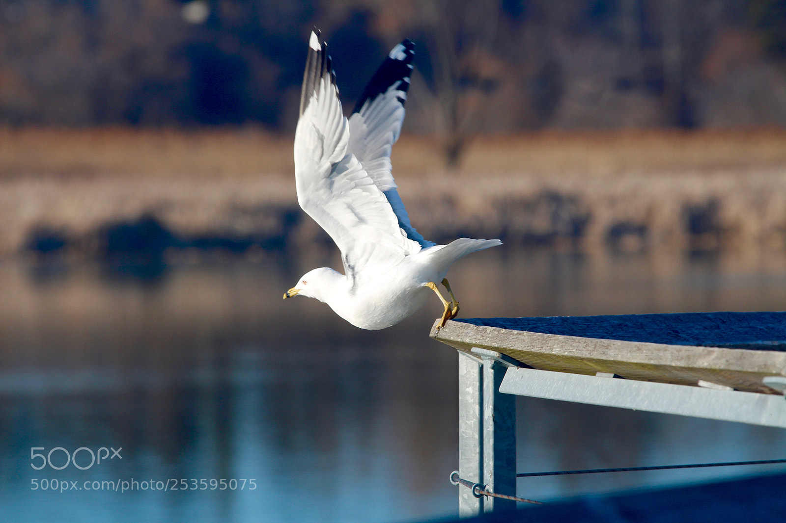 Canon EOS 700D (EOS Rebel T5i / EOS Kiss X7i) sample photo. Seagull lift-off photography