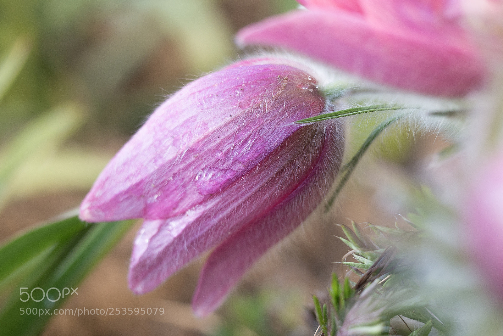 Panasonic DMC-G70 sample photo. Spring flower photography