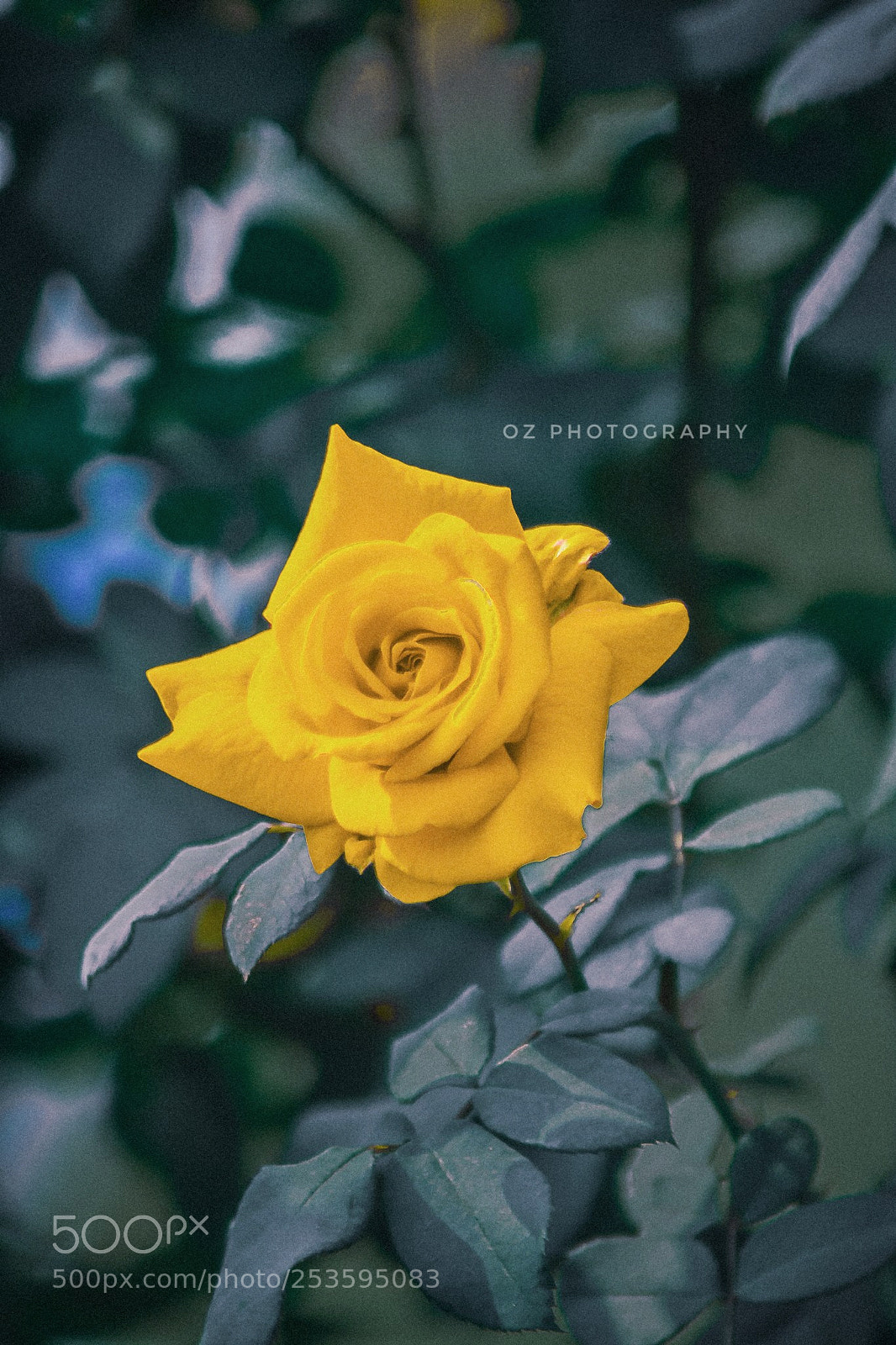 Nikon D5200 sample photo. Untitled photography