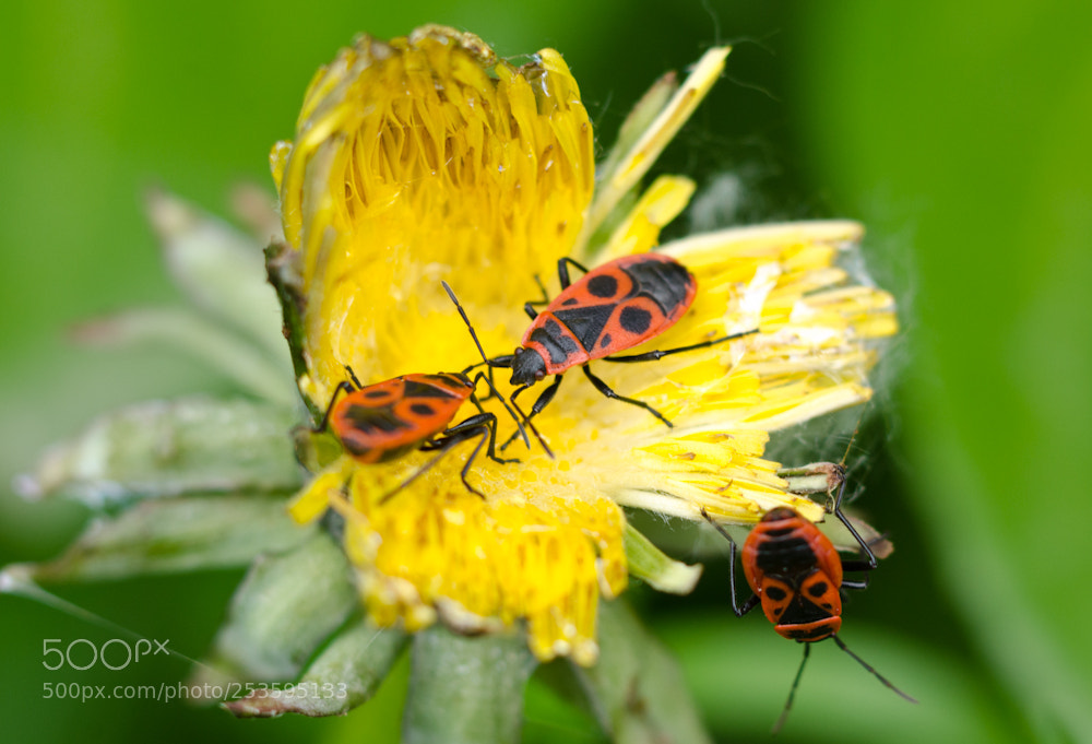 Nikon D7000 sample photo. Meeting on a dandelion. photography