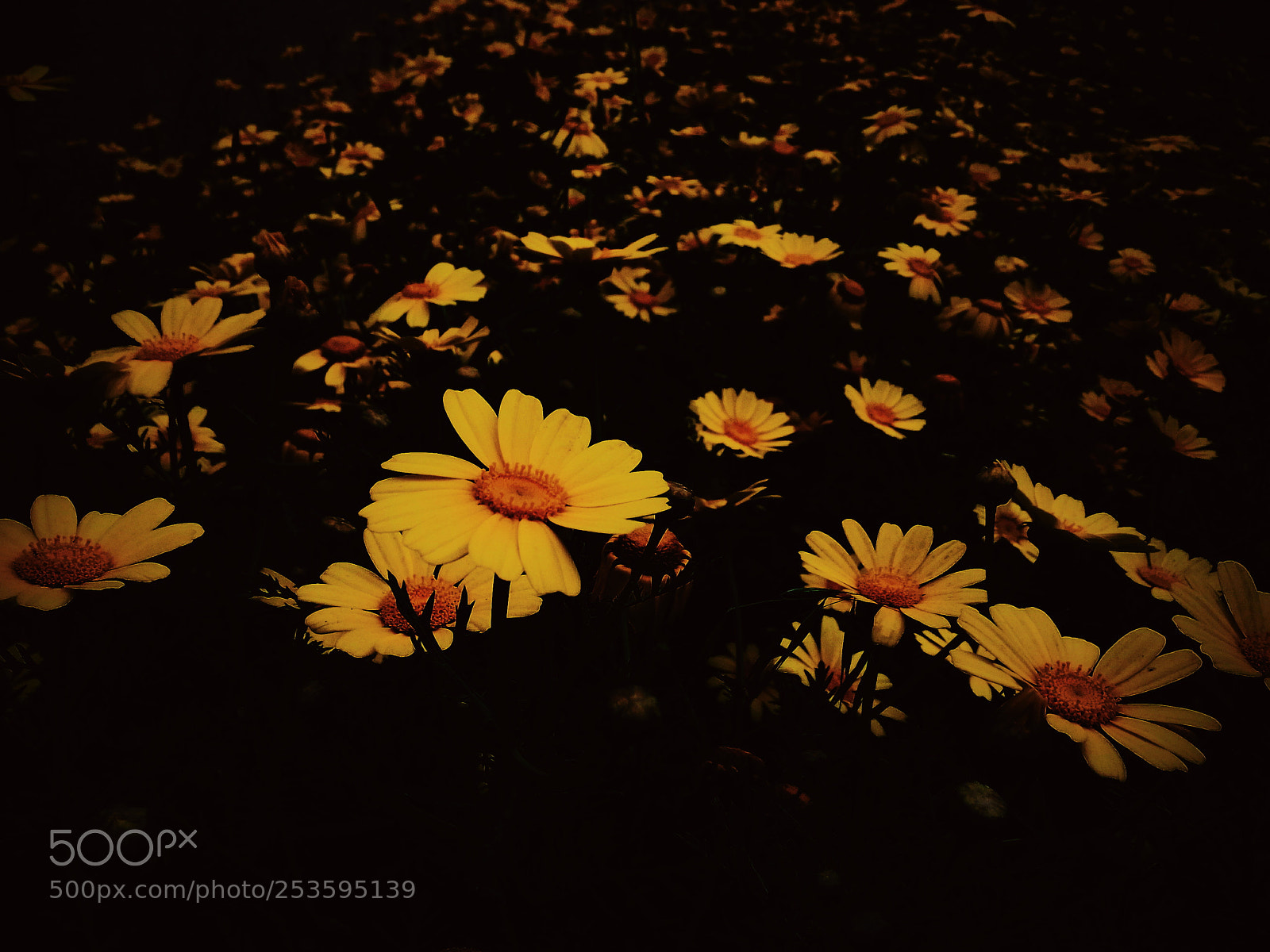 Samsung Galaxy J3(2016) sample photo. Flowers in the darknedd photography