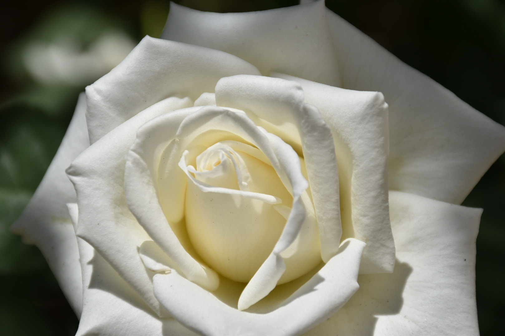 Nikon D5500 sample photo