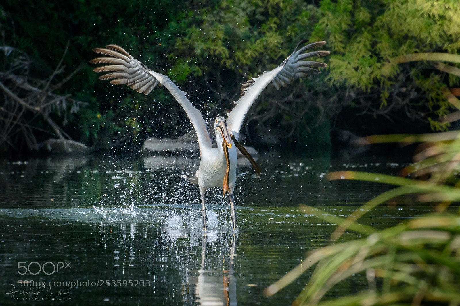 Nikon D7100 sample photo. Spot-billed pelican photography