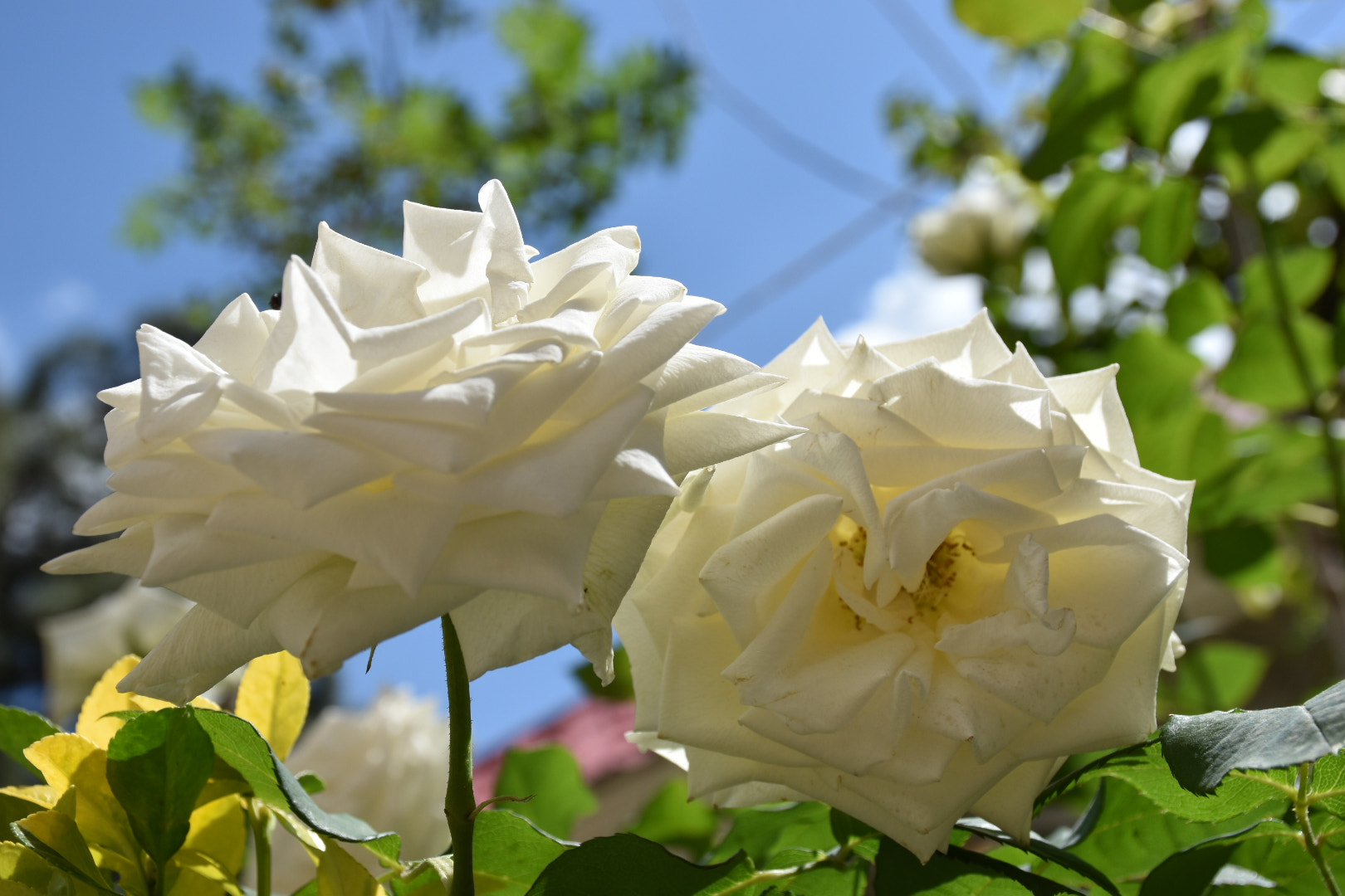 Nikon D5500 sample photo