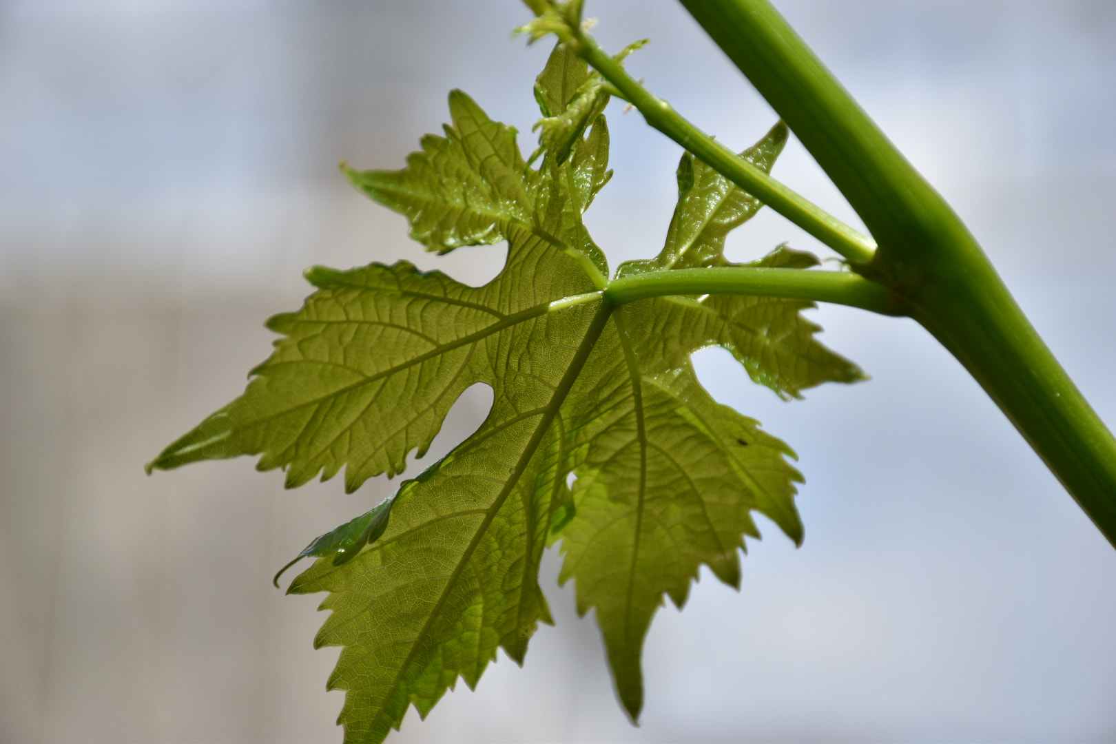 Nikon D5500 sample photo