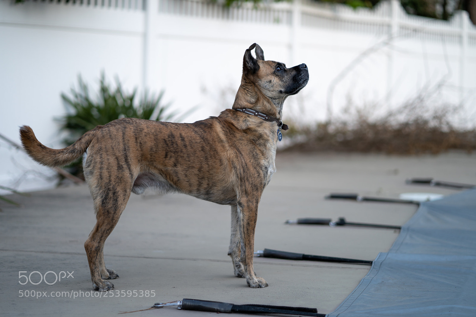 Sony a7 III sample photo. Full size photography