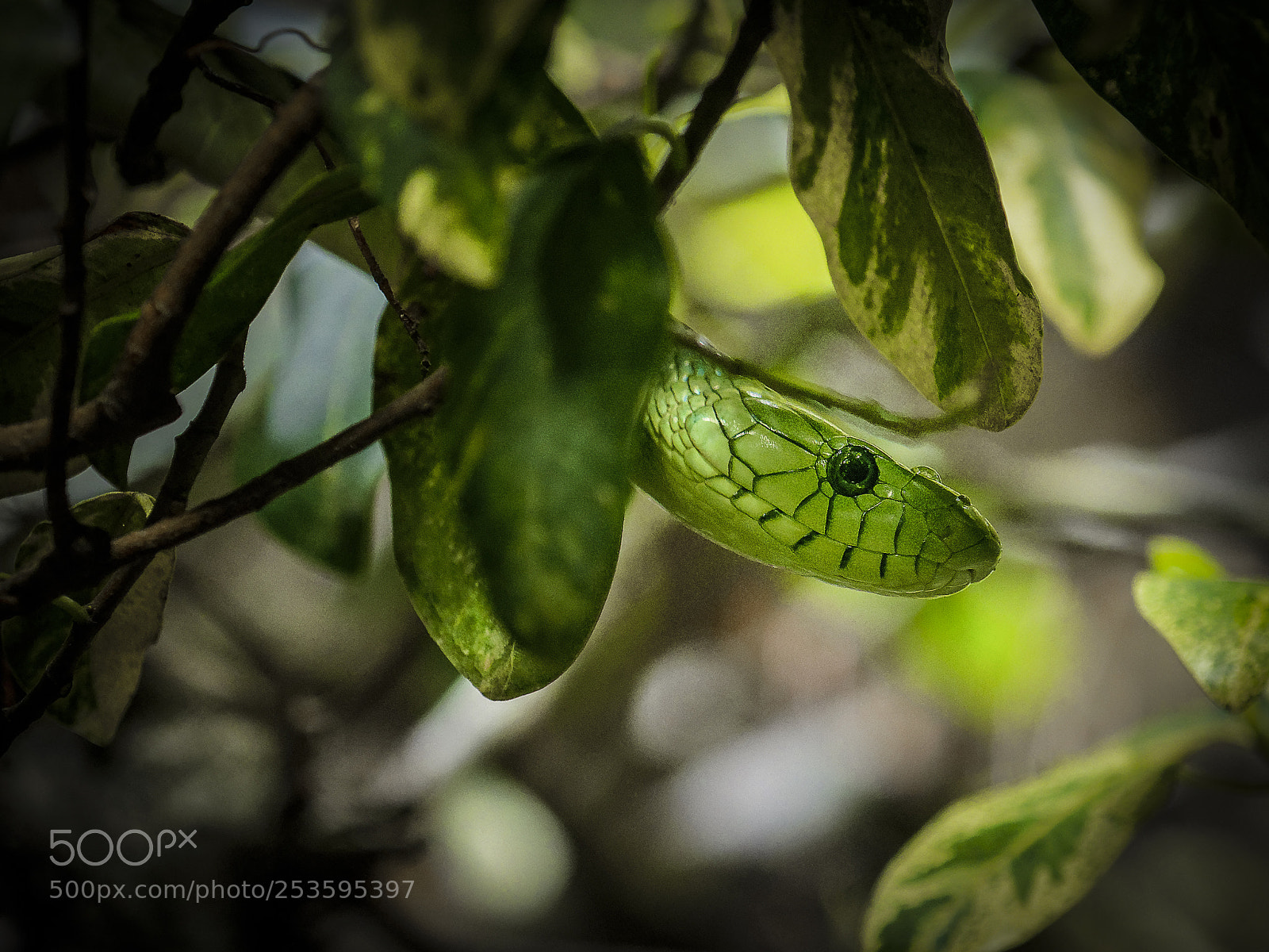 Olympus OM-D E-M1 Mark II sample photo. Green mamba photography